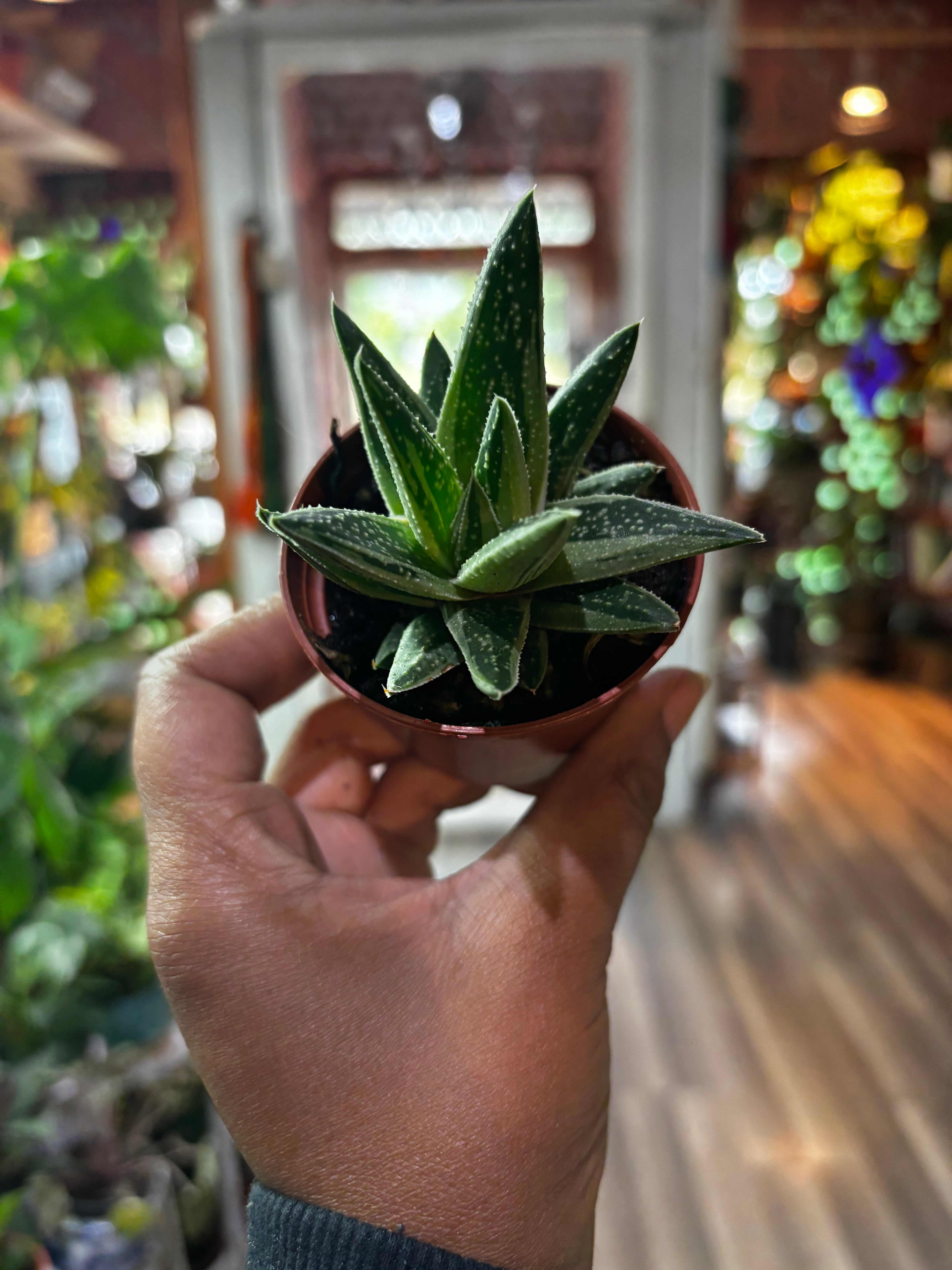 Gasteria Green Ice