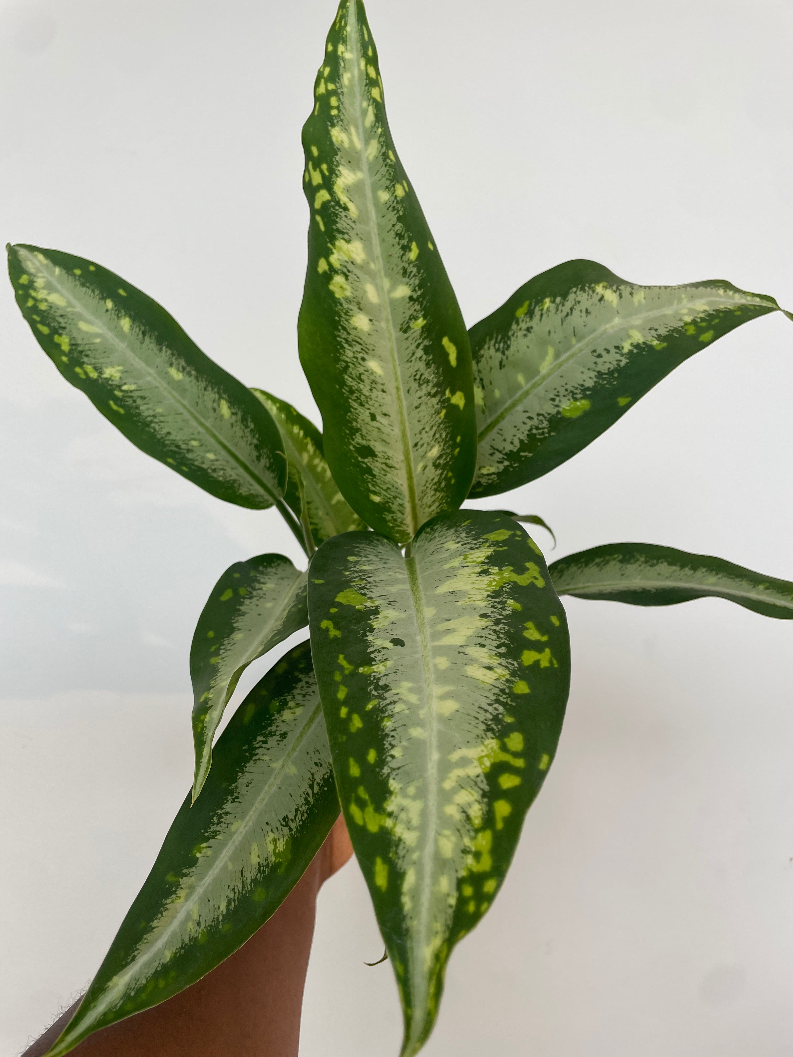 Dieffenbachia Panther