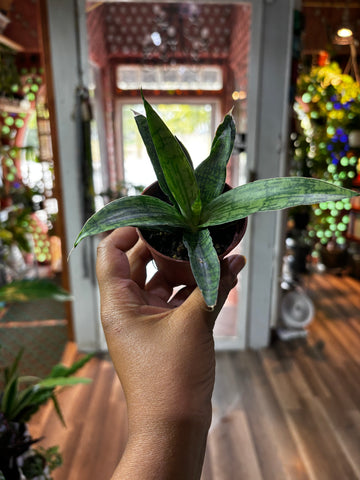 Sansevieria Silver Steel