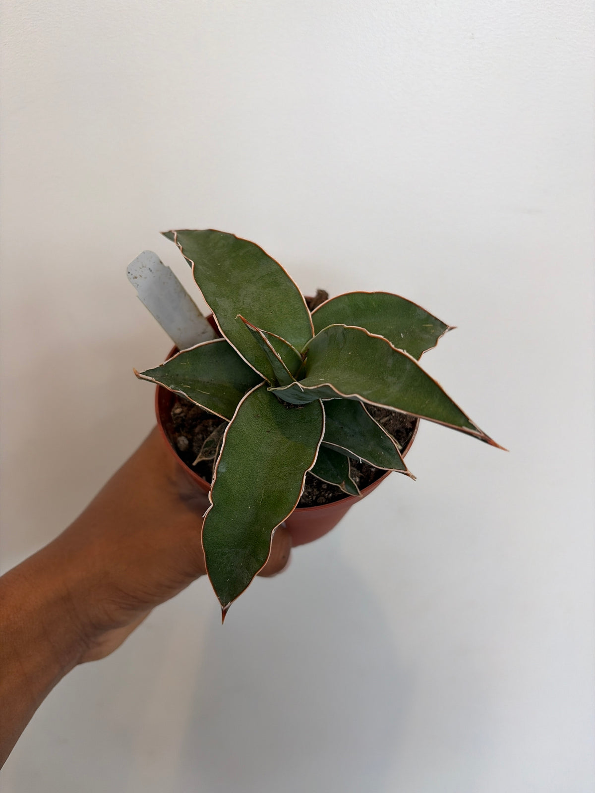 Sansevieria Blue Kew