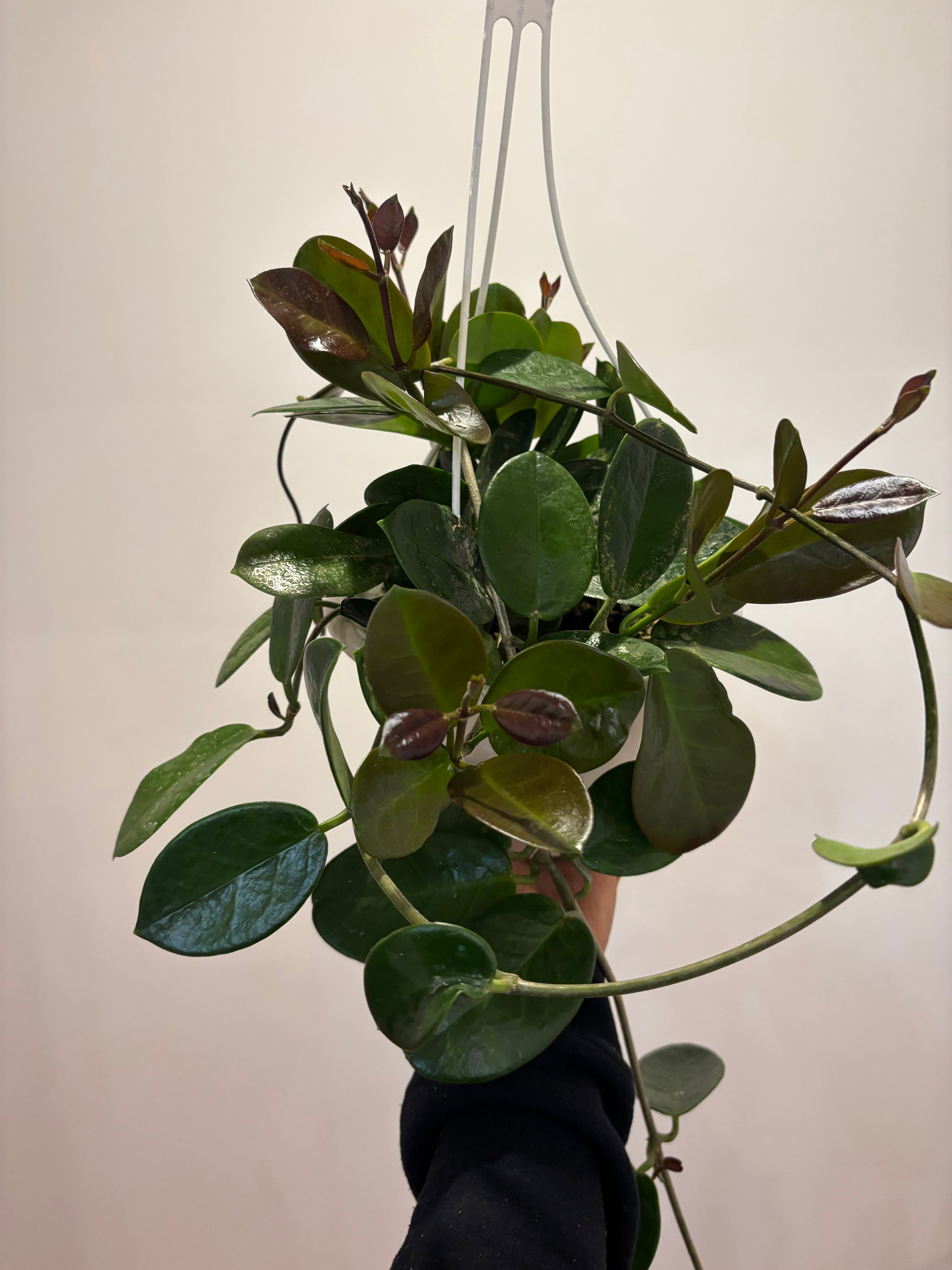 Hoya Australis