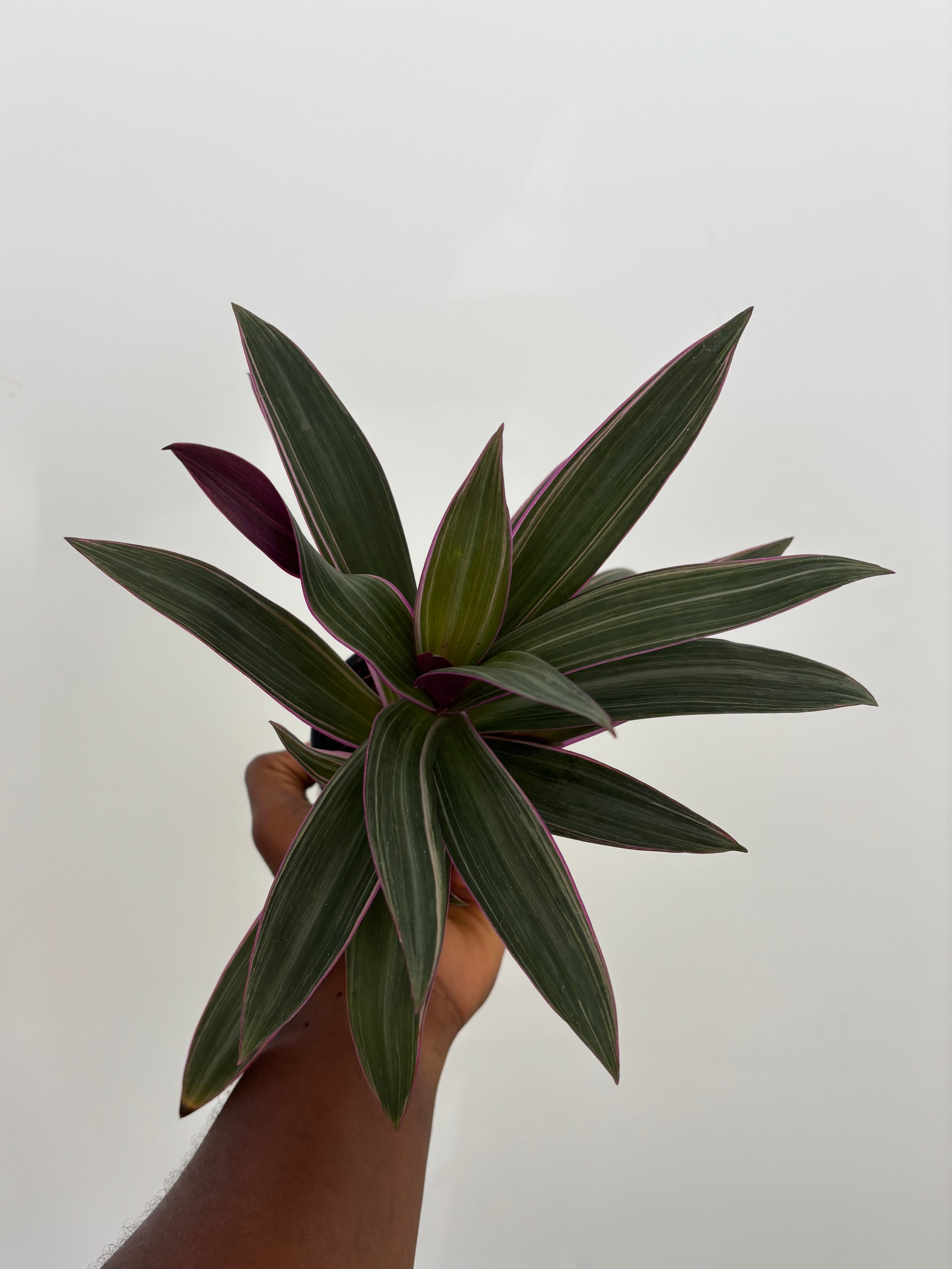 Tradescantia Spathaea, Moses in the Cradle