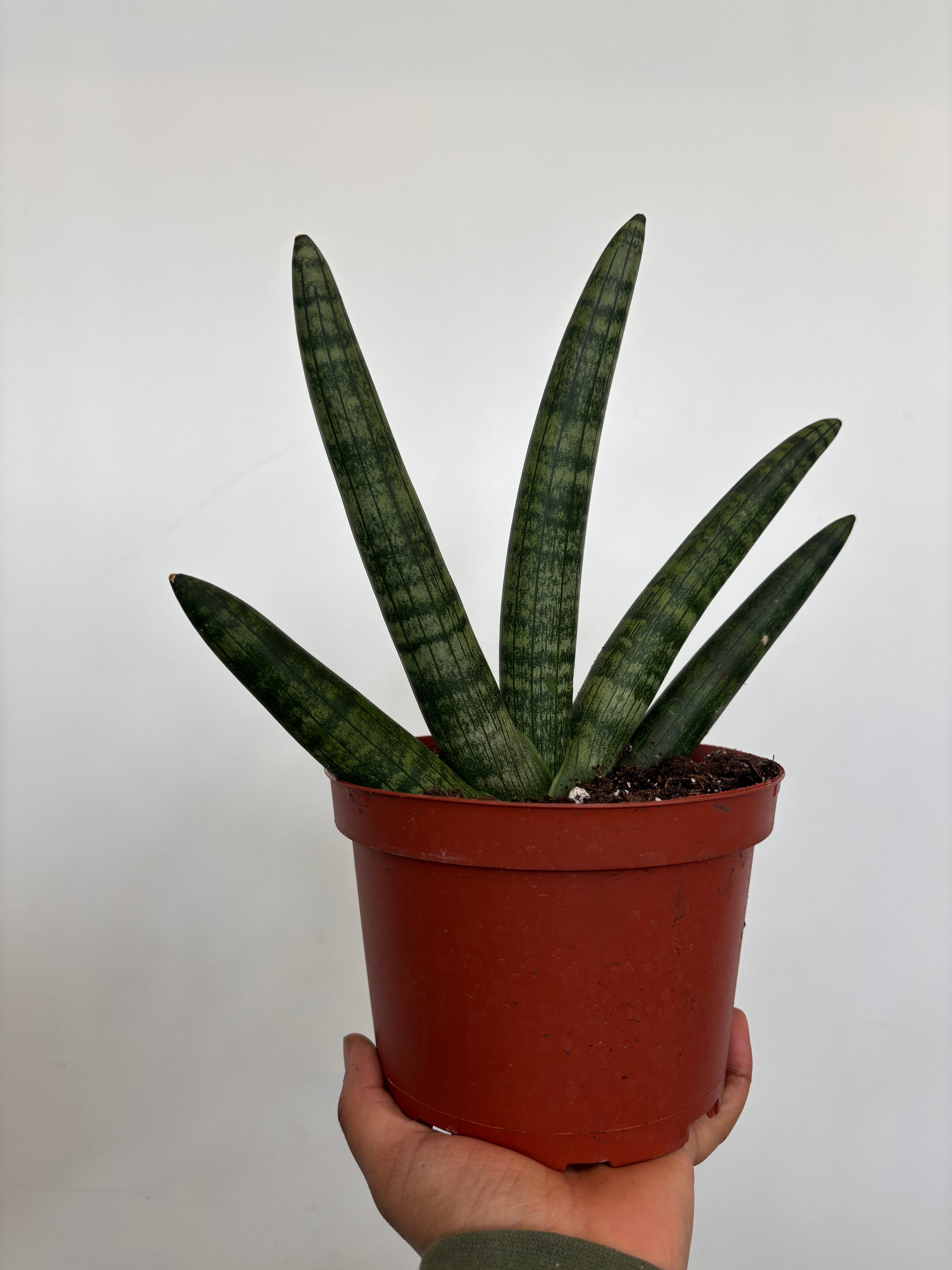 Dracaena Angolensis, Starfish Sansevieria