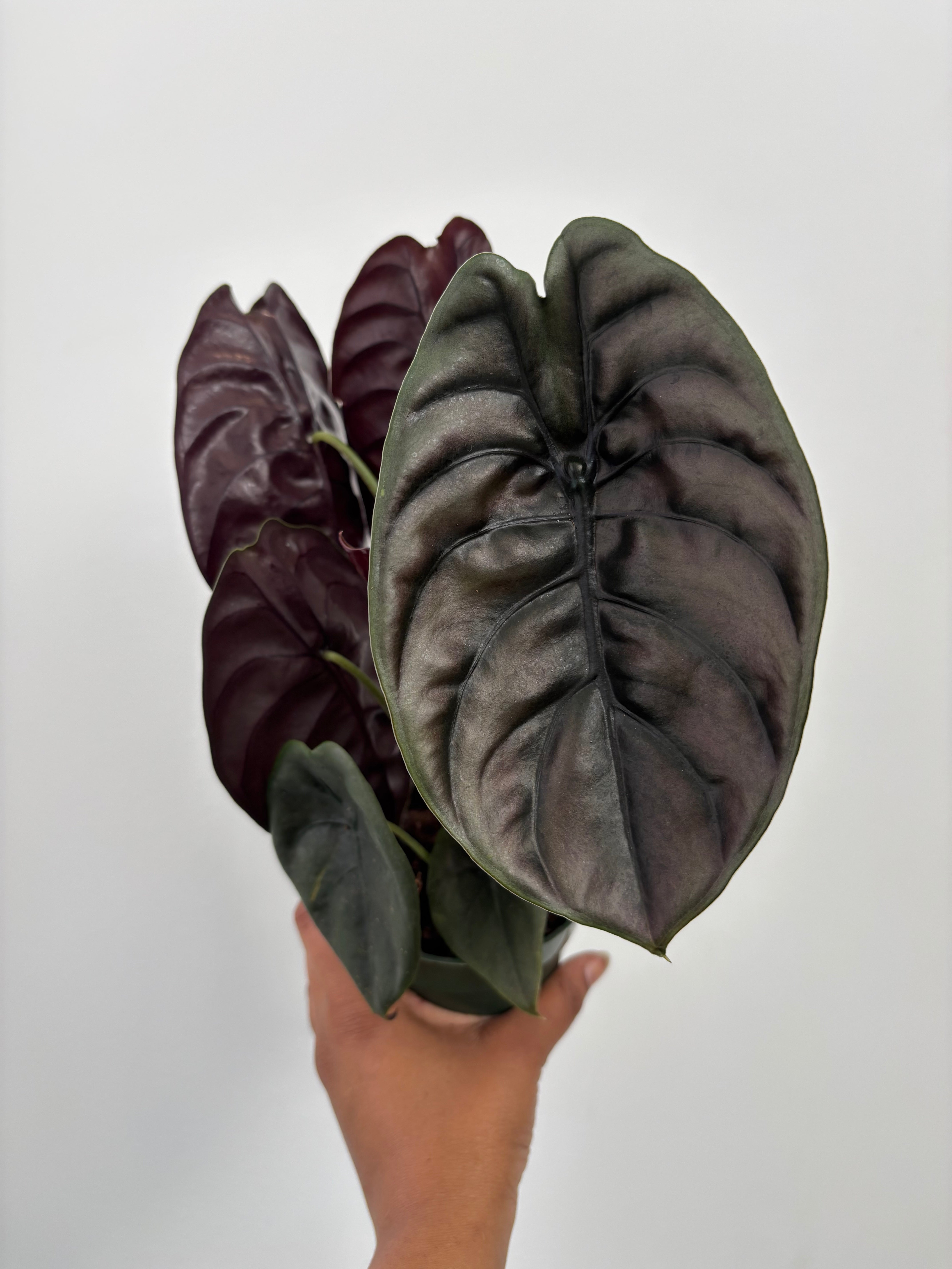 Alocasia Cuprea