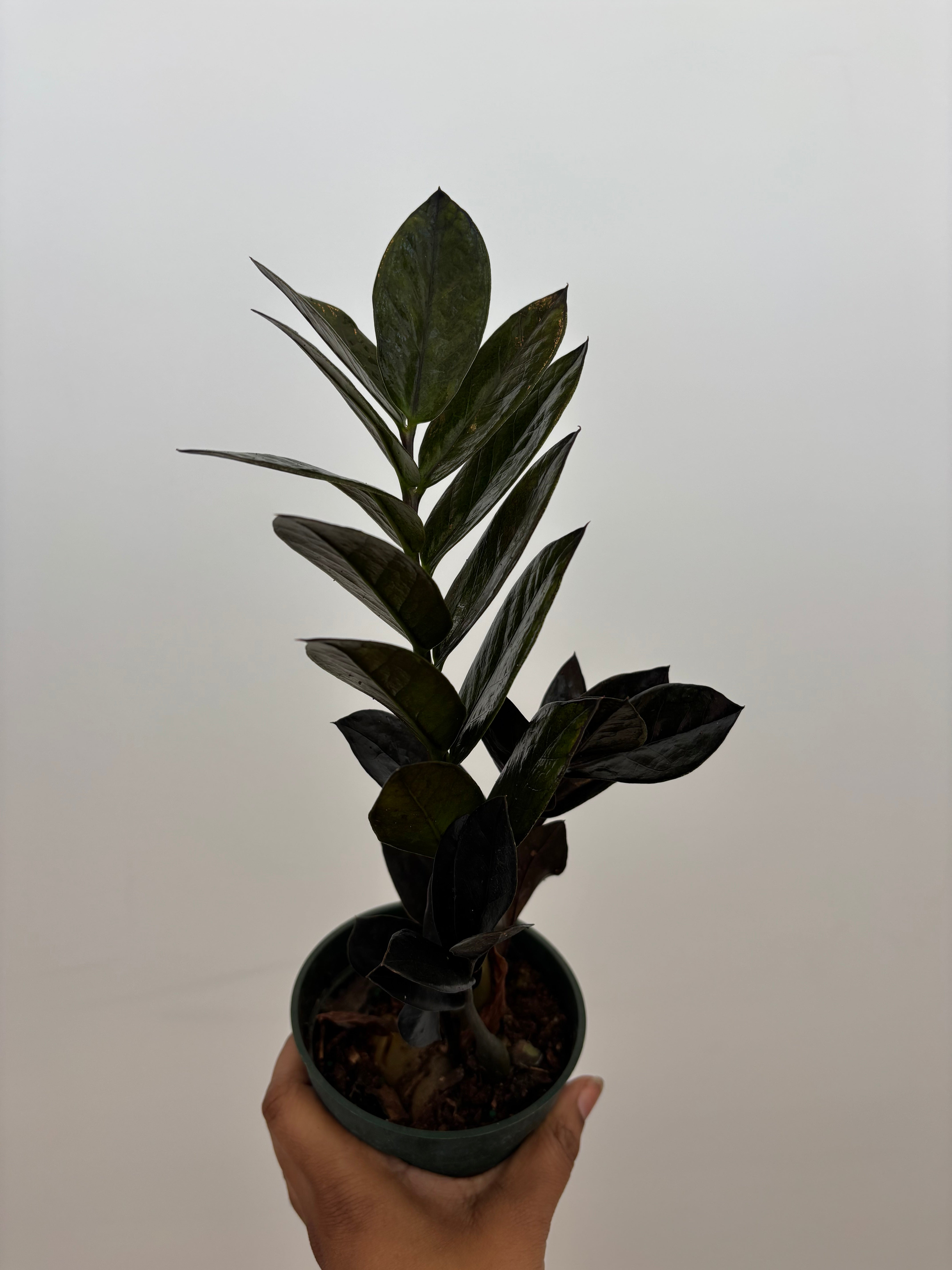 Black ZZ Plant