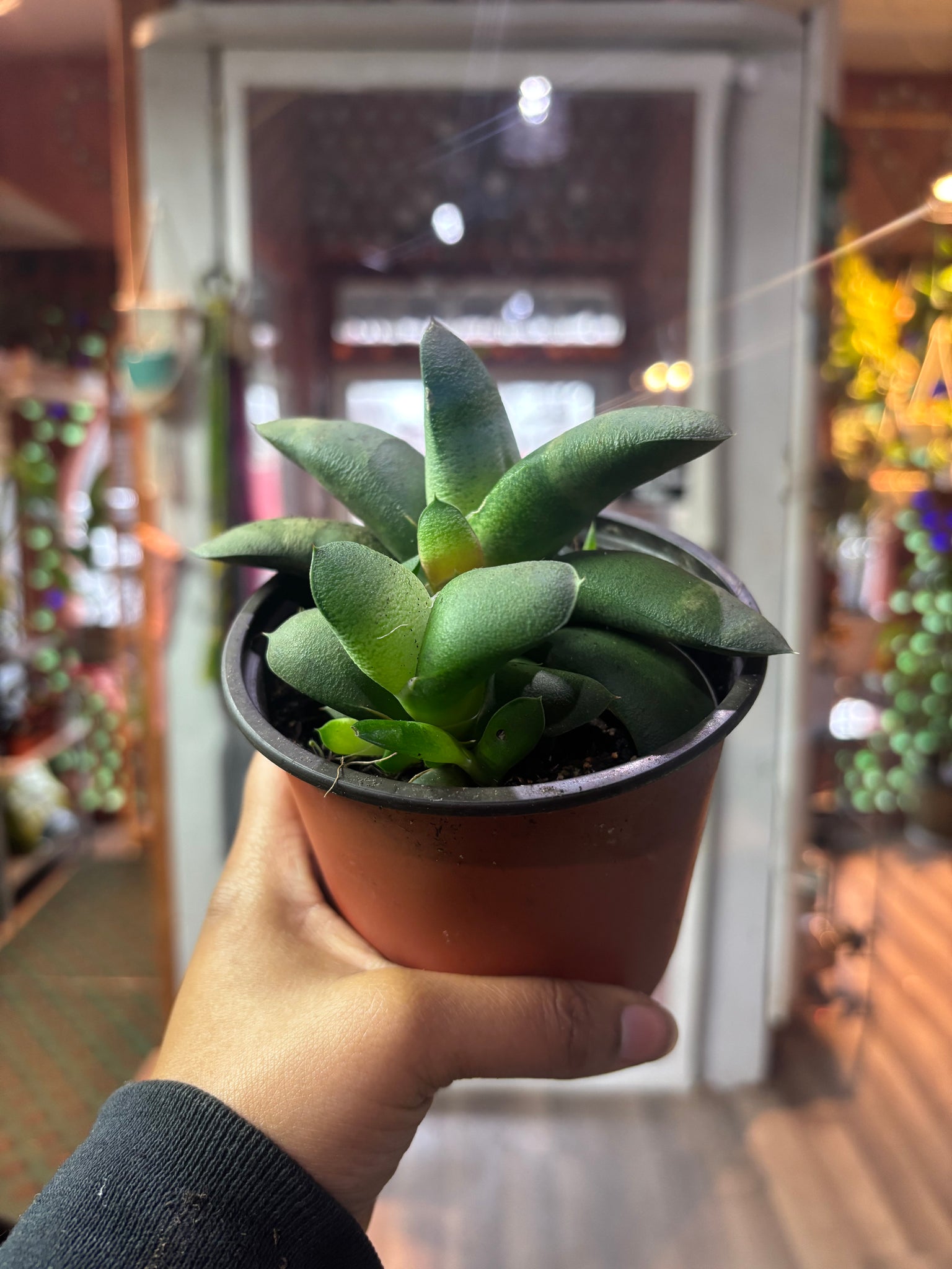 Gasteria glomerata