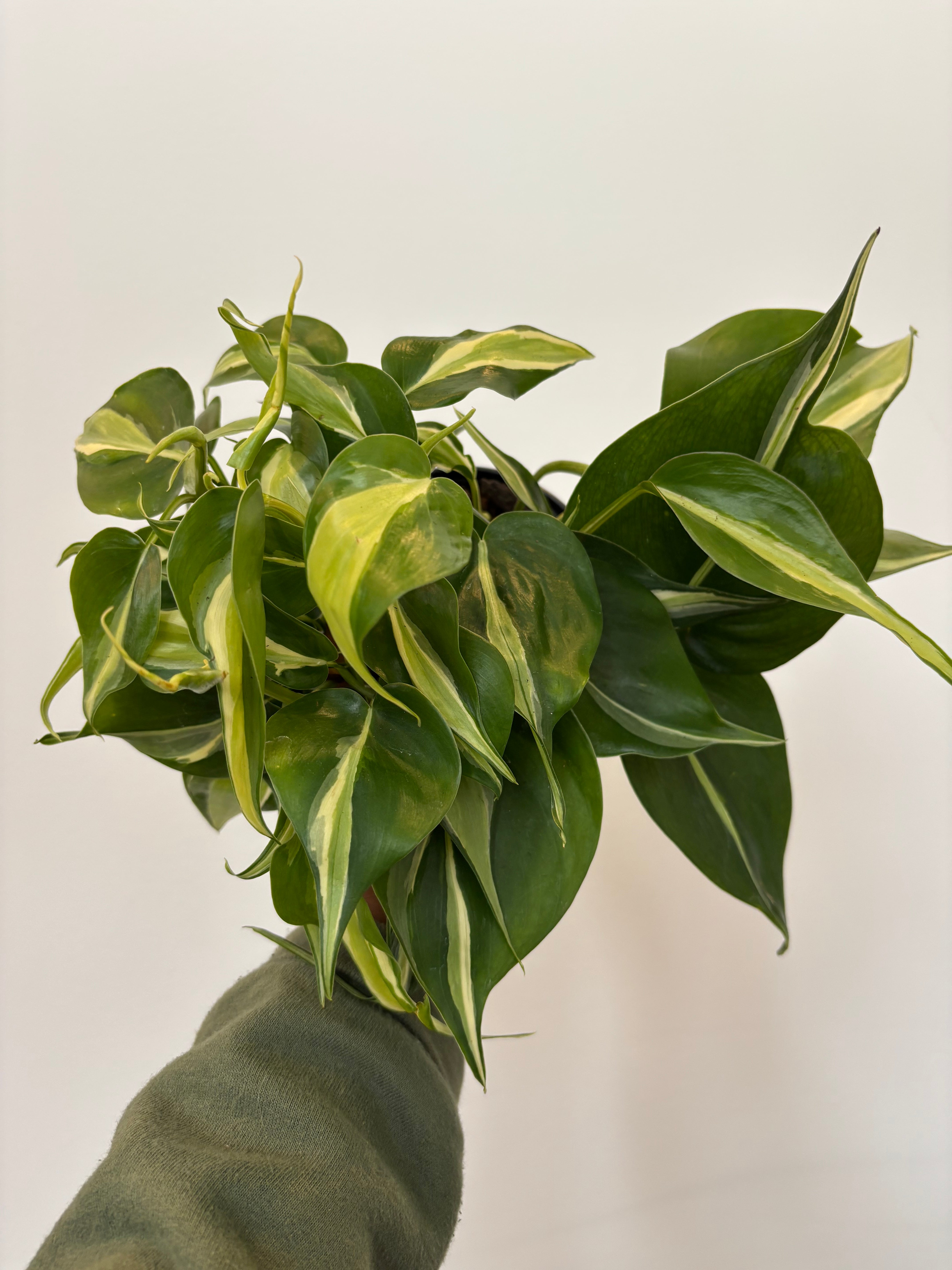 Philodendron Silver Stripe