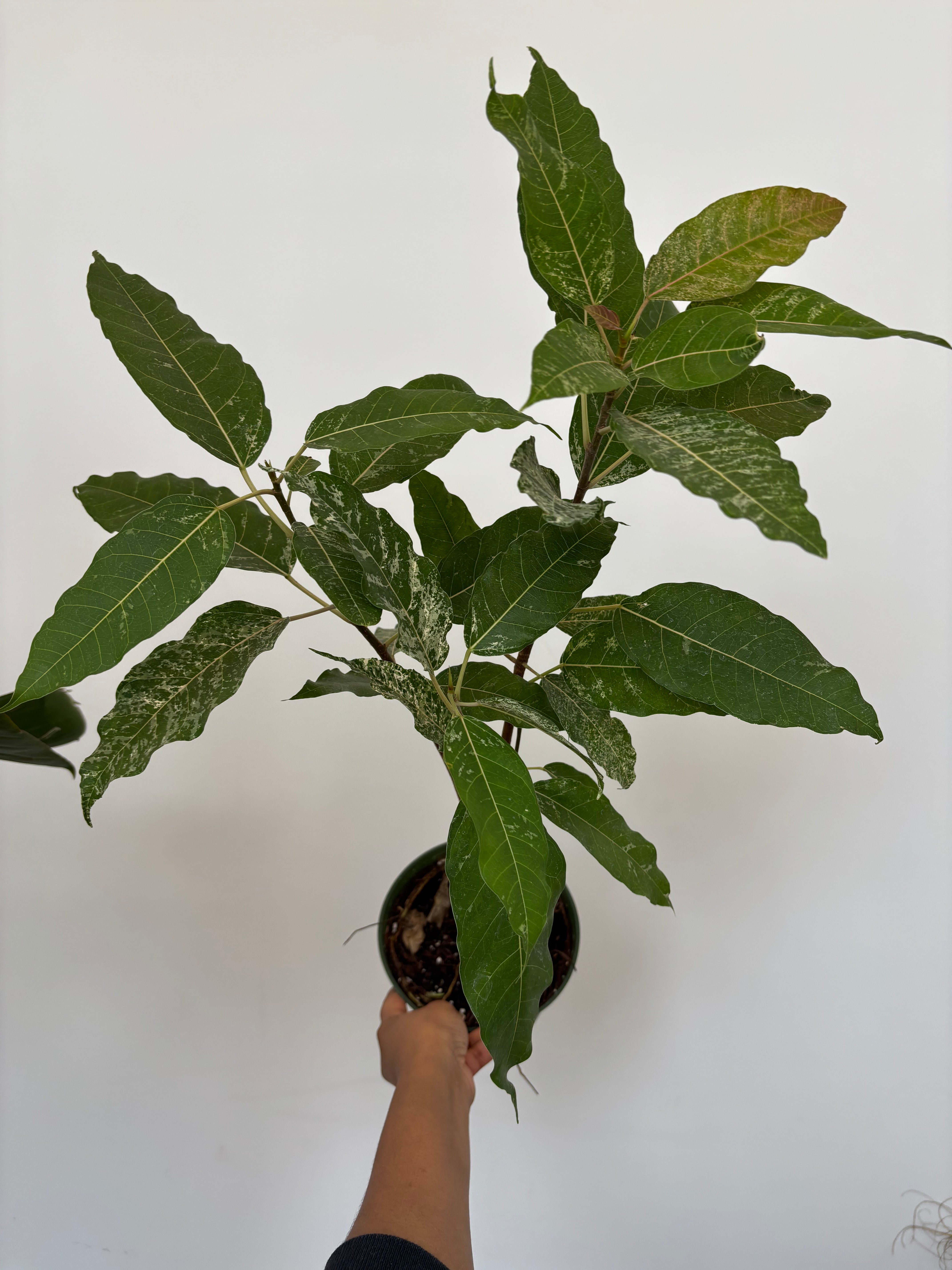 Ficus Aspera Variegata, Clown Fig