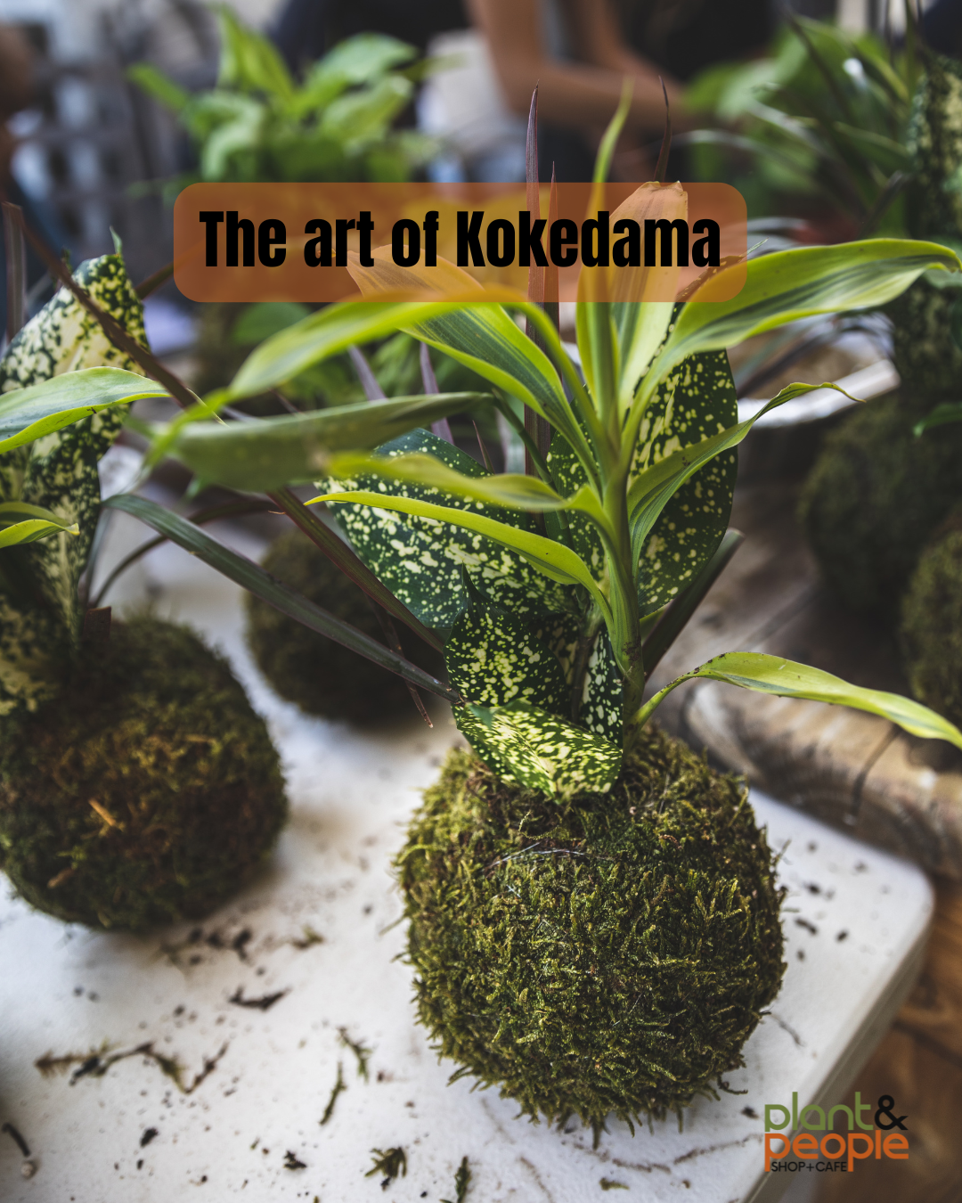 The Art of Kokedama