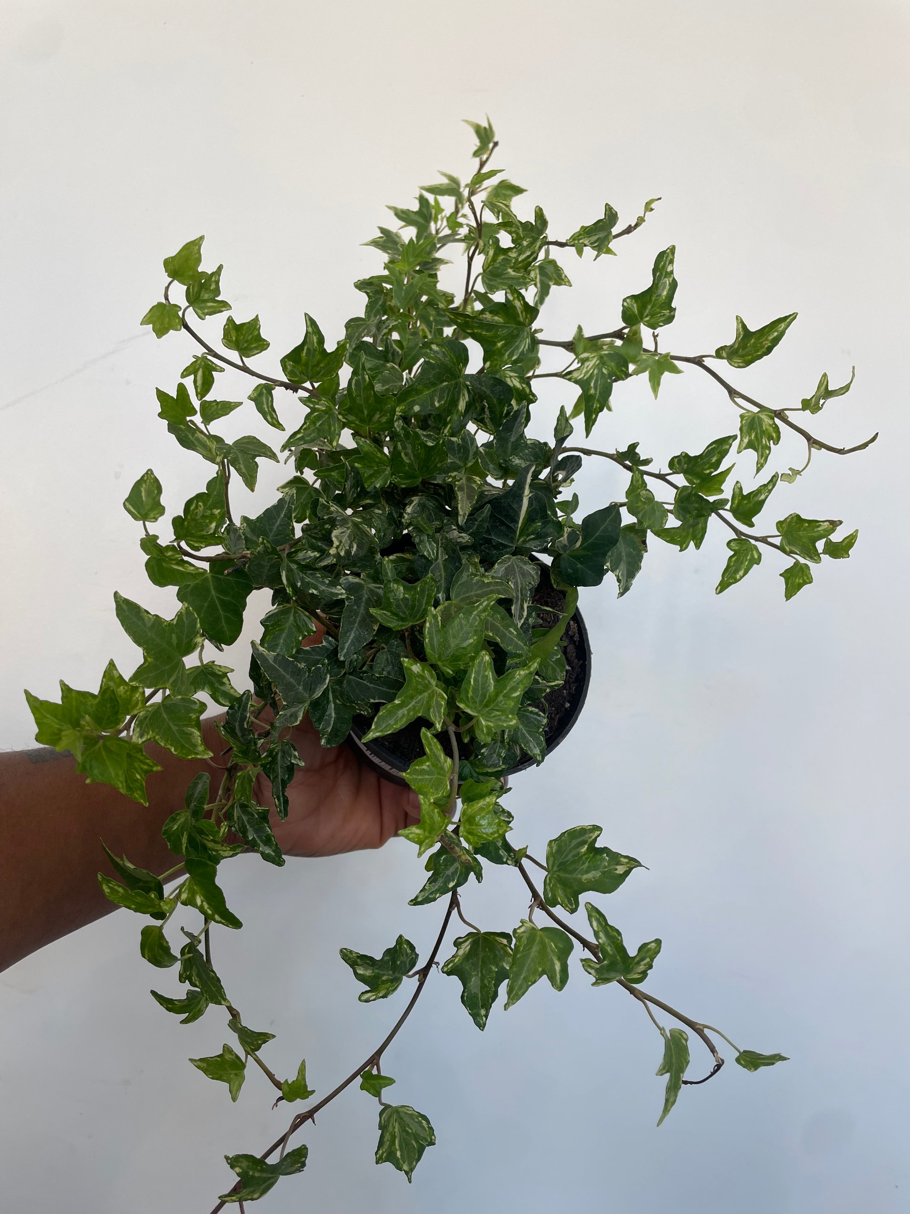 Variegated Kolibri Ivy