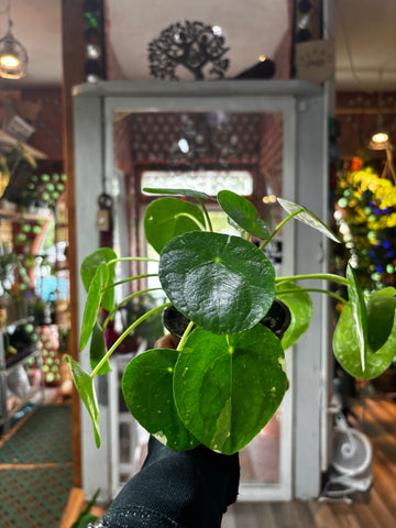 Pilea peperomioides, White Splash