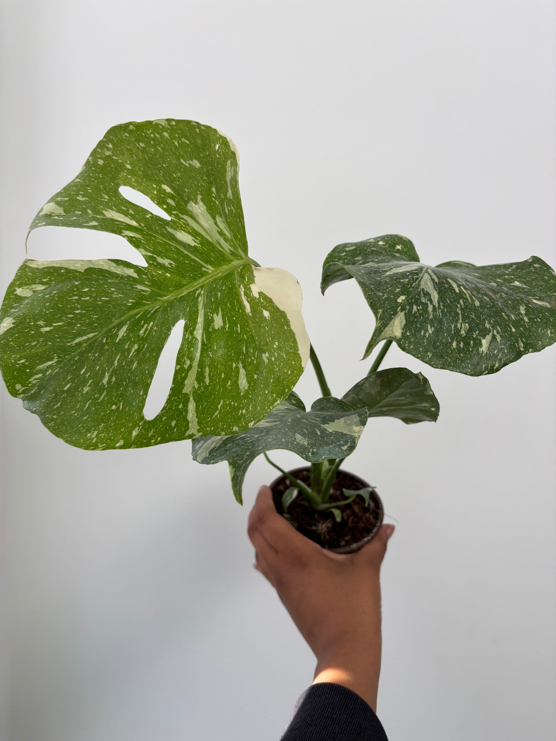 Monstera Thai Constellation – Plant and People