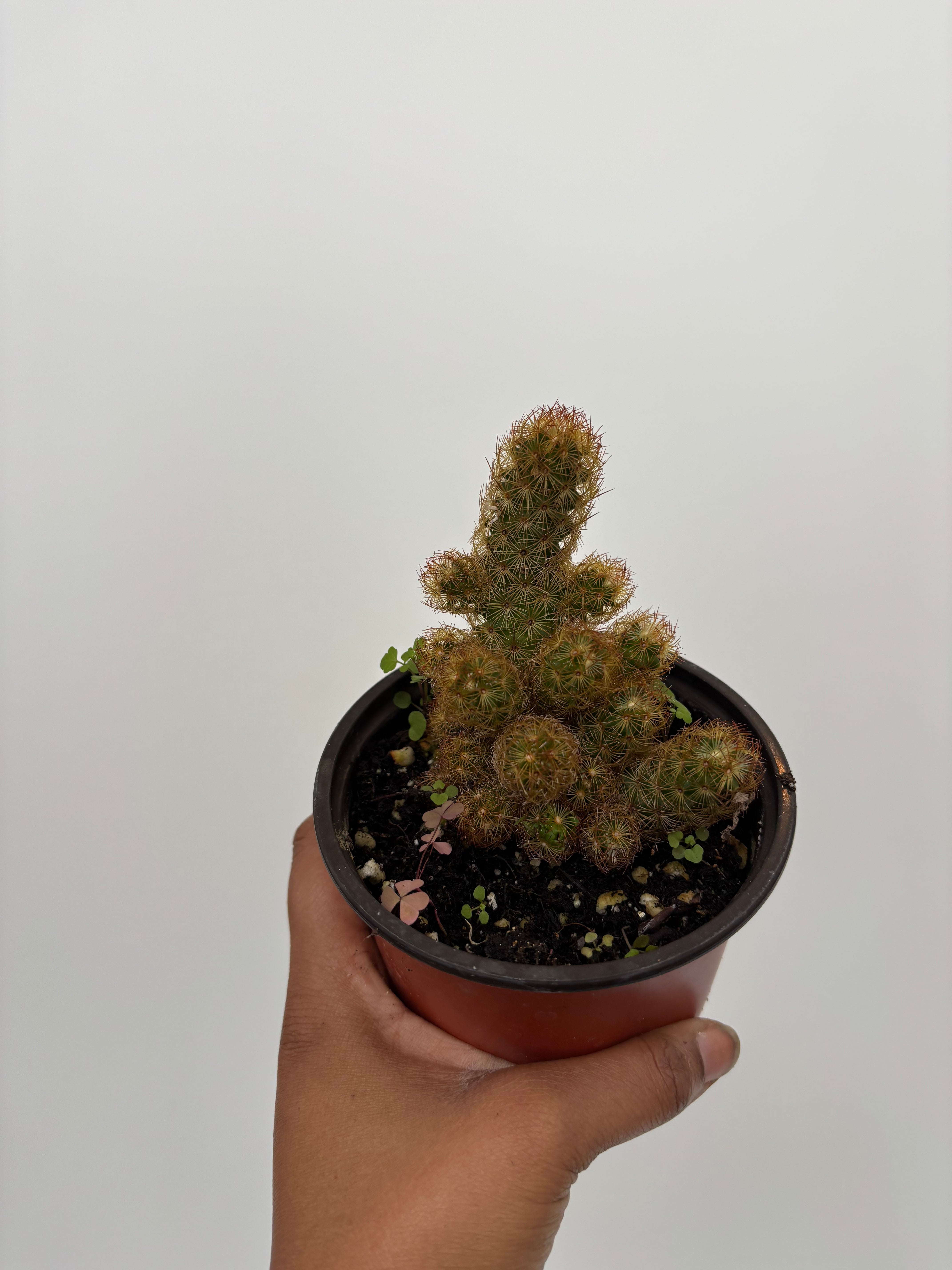 Mammillaria elongata, Lady Finger Cactus