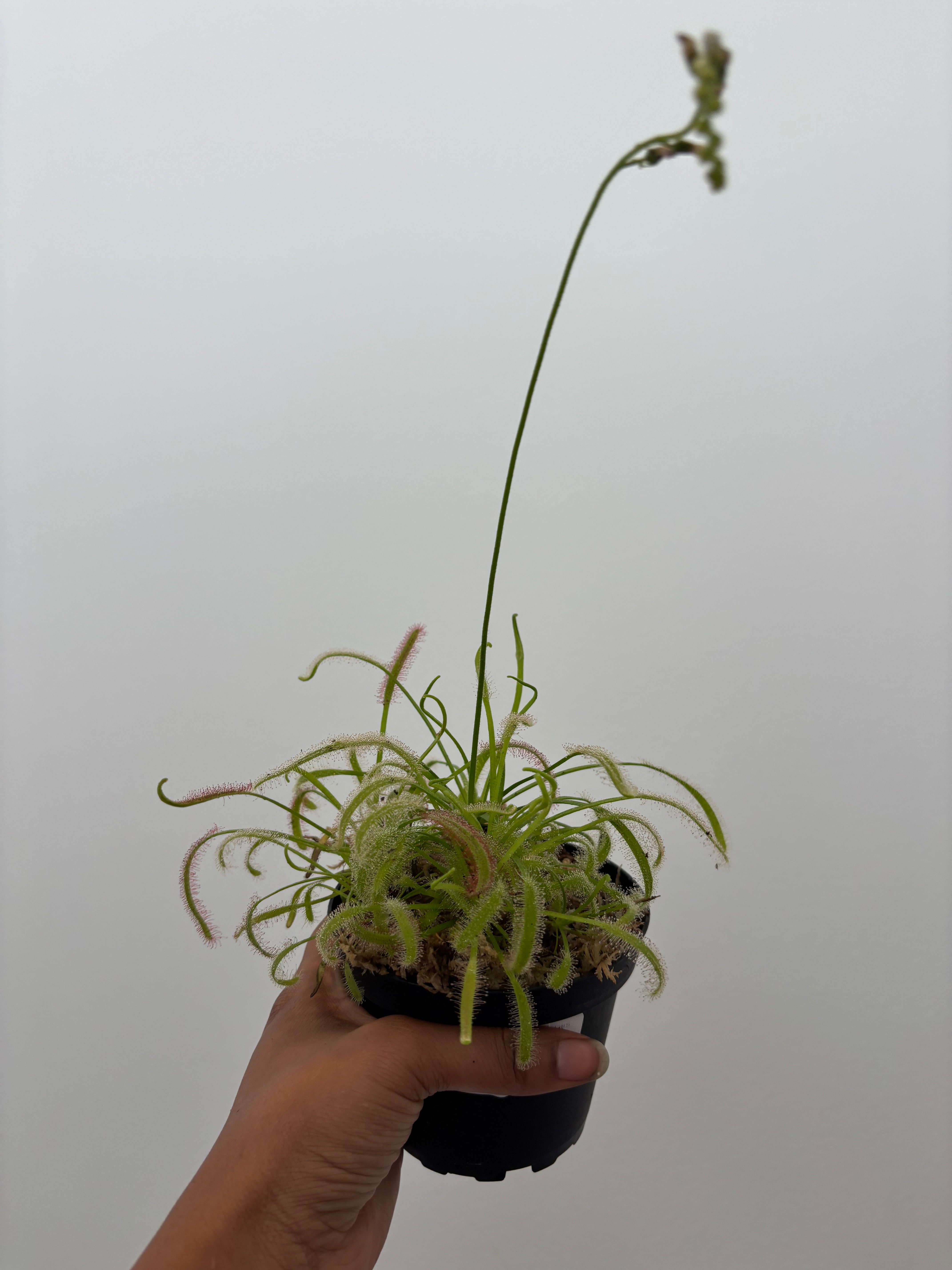 Drosera capensis alba, albinocape sundew