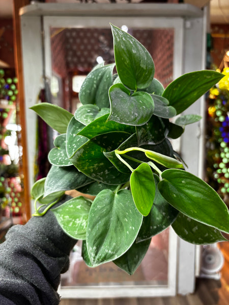 Scindapsus Pictus Silver Ann, Silver pothos