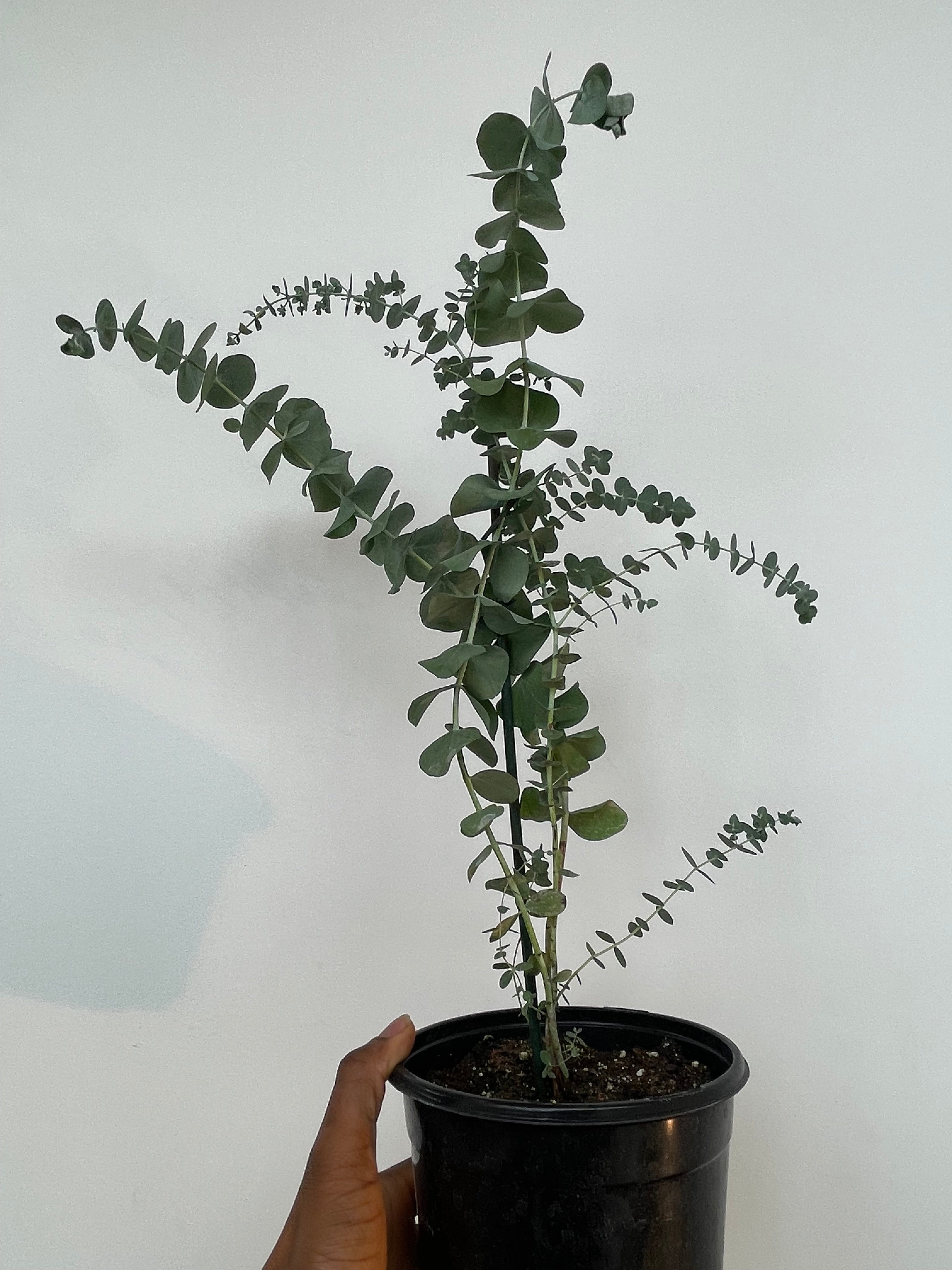 Baby Blue Eucalyptus