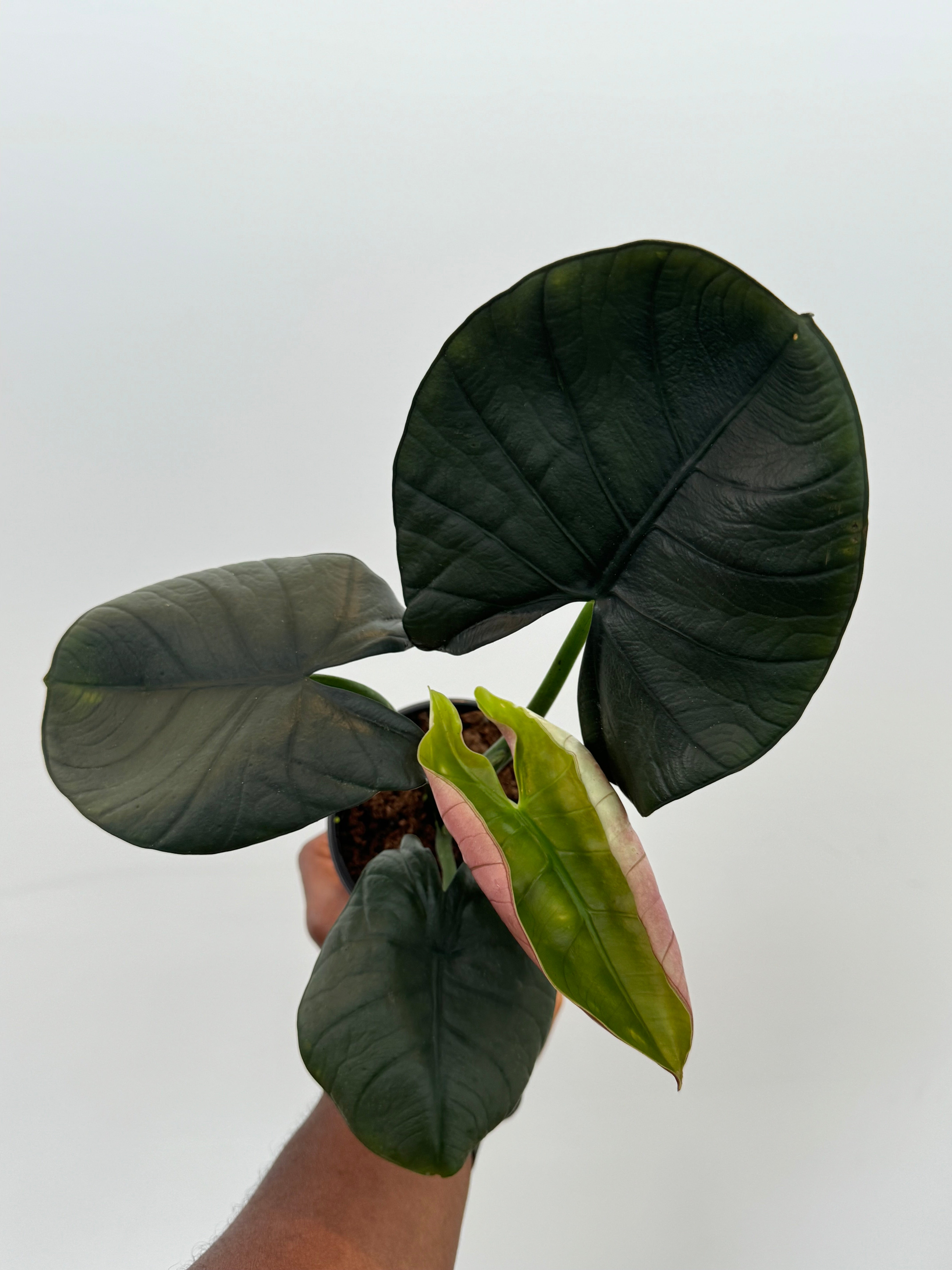 Alocasia Nebula