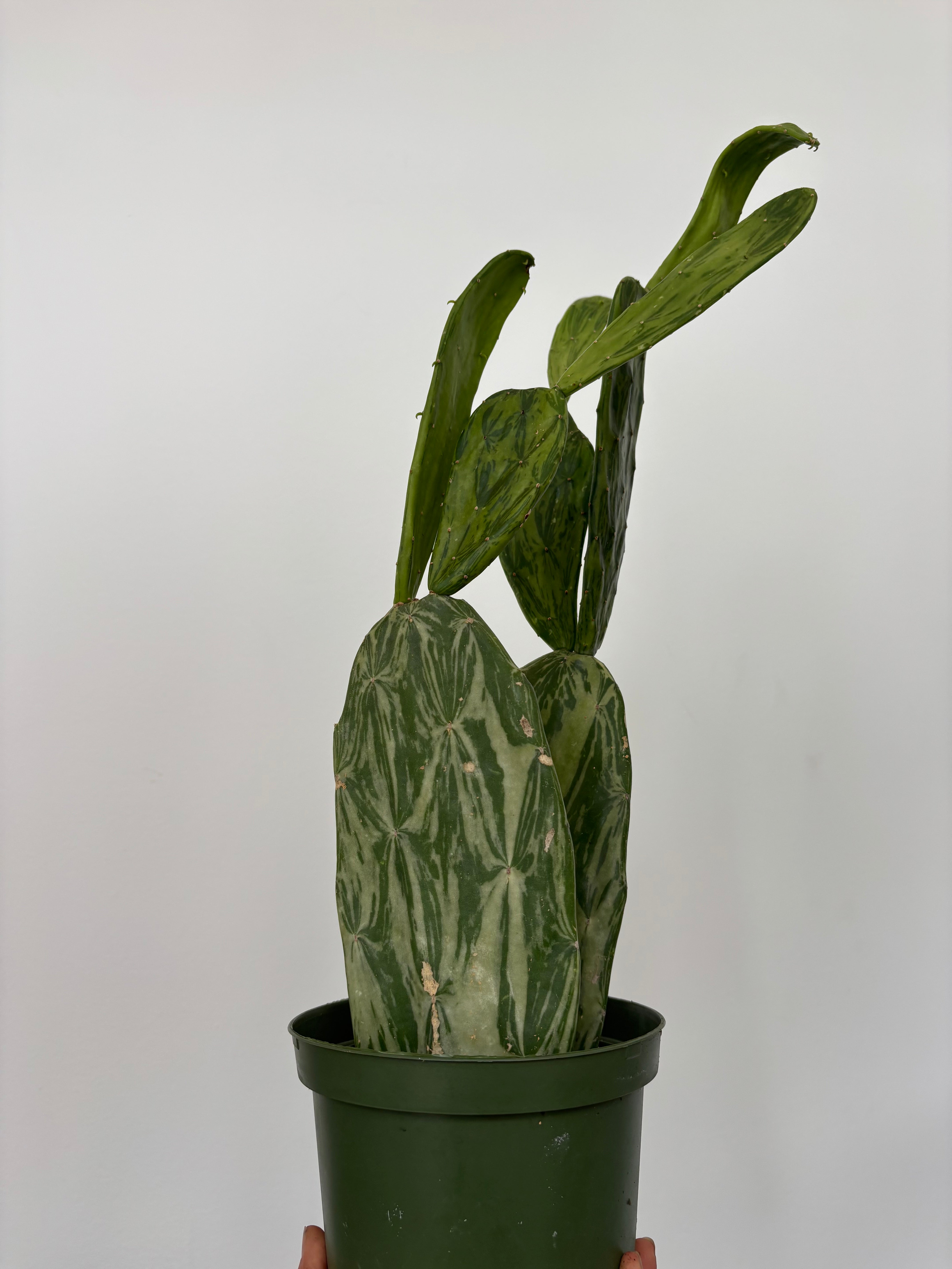 Variegated Prickly Pear Cactus