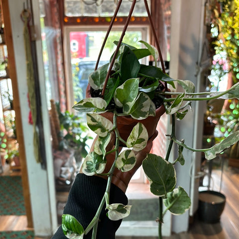 Epipremnum aureum, Pearls and Jade Pothos