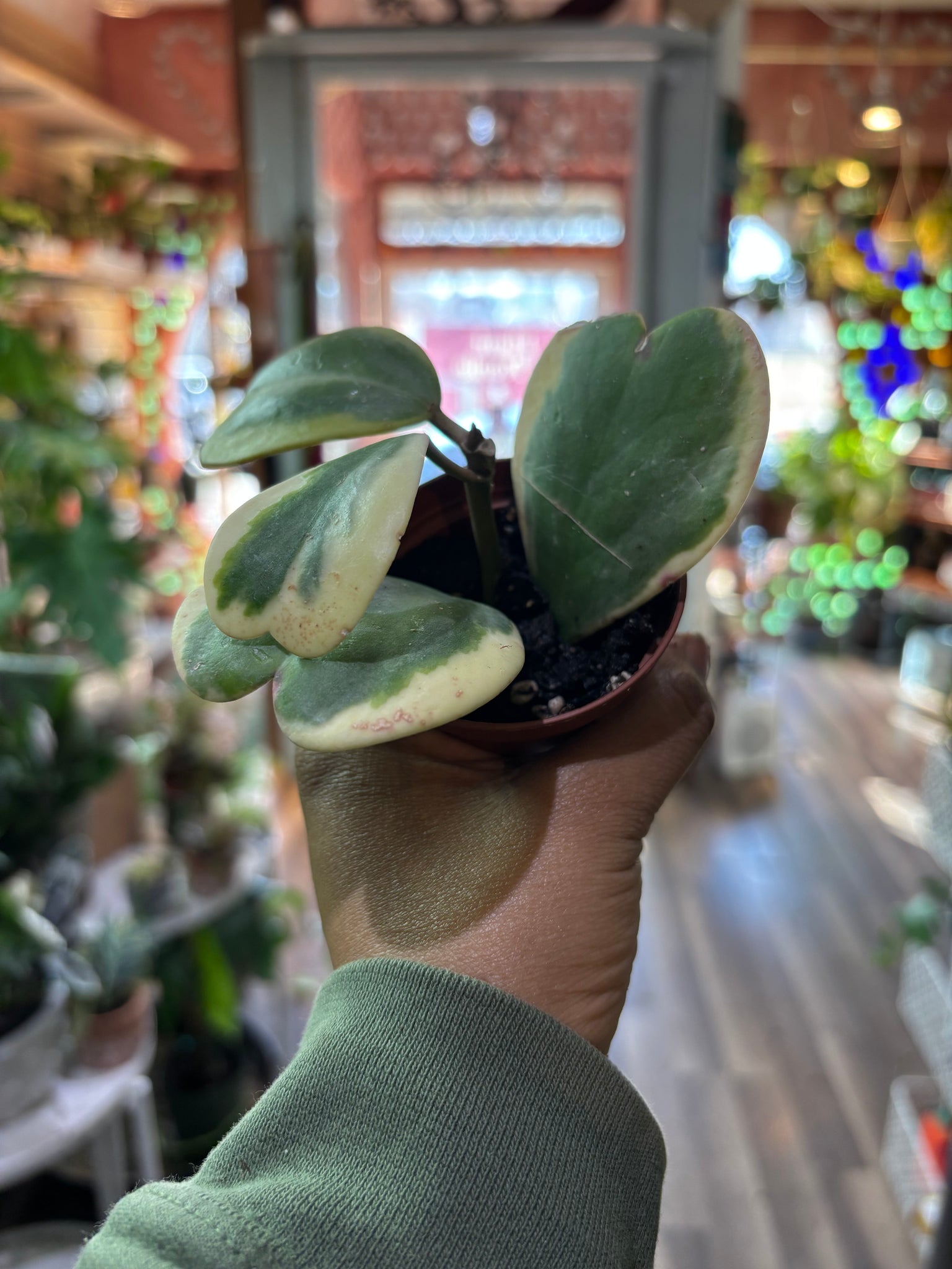 Variegated Heart Hoya