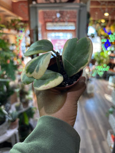 Variegated Heart Hoya