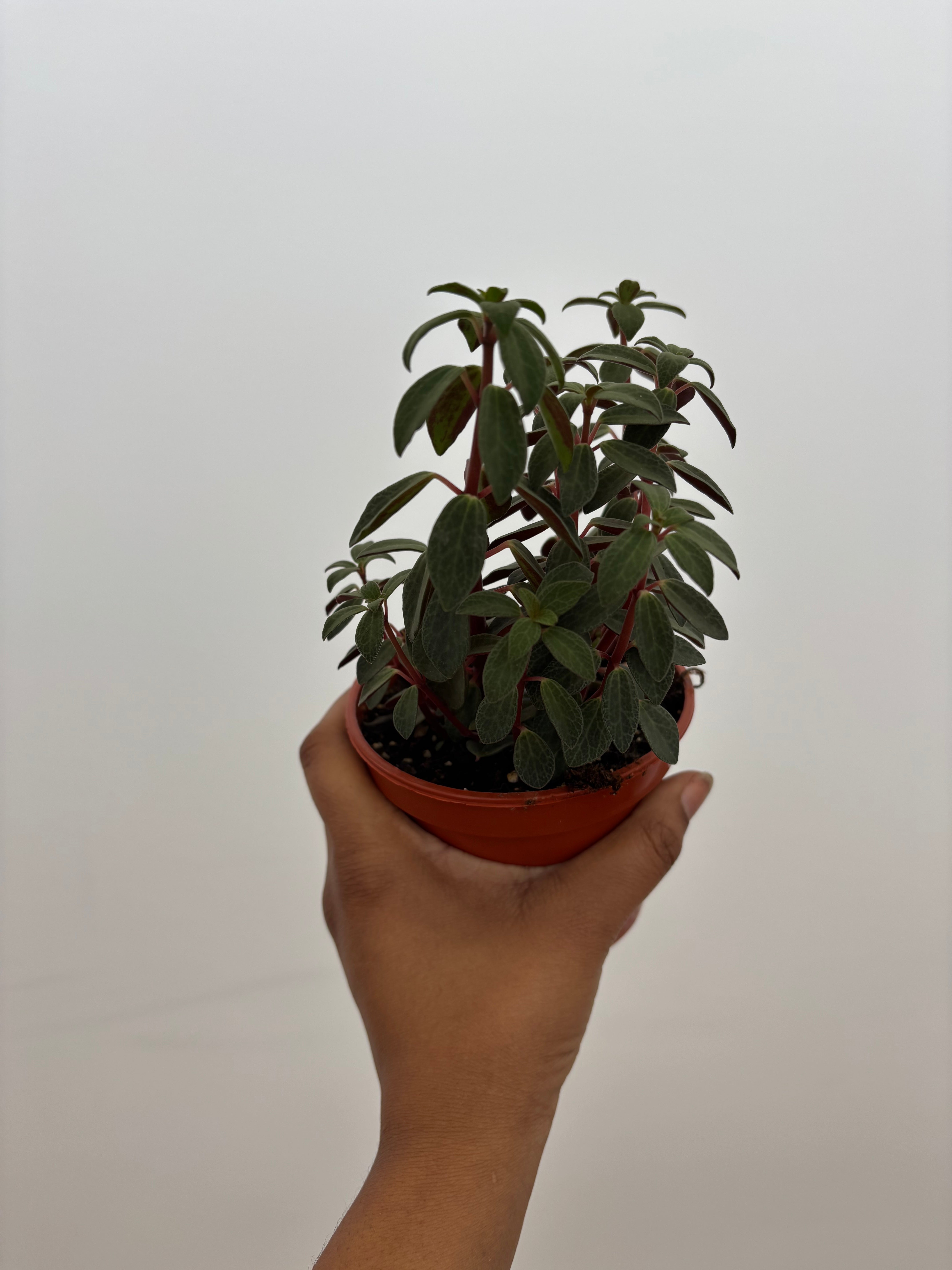 Peperomia Rubella