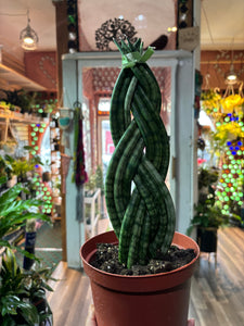 Sansevieria Cylindrica Braid