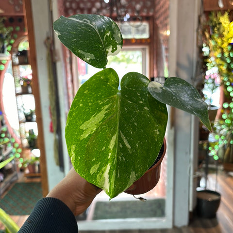 Monstera Thai Constellation