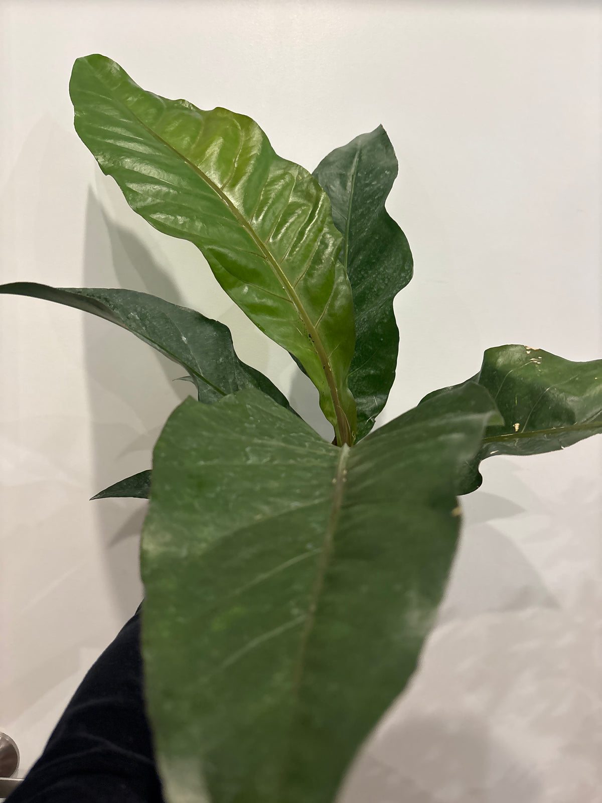 Anthurium Hookeri