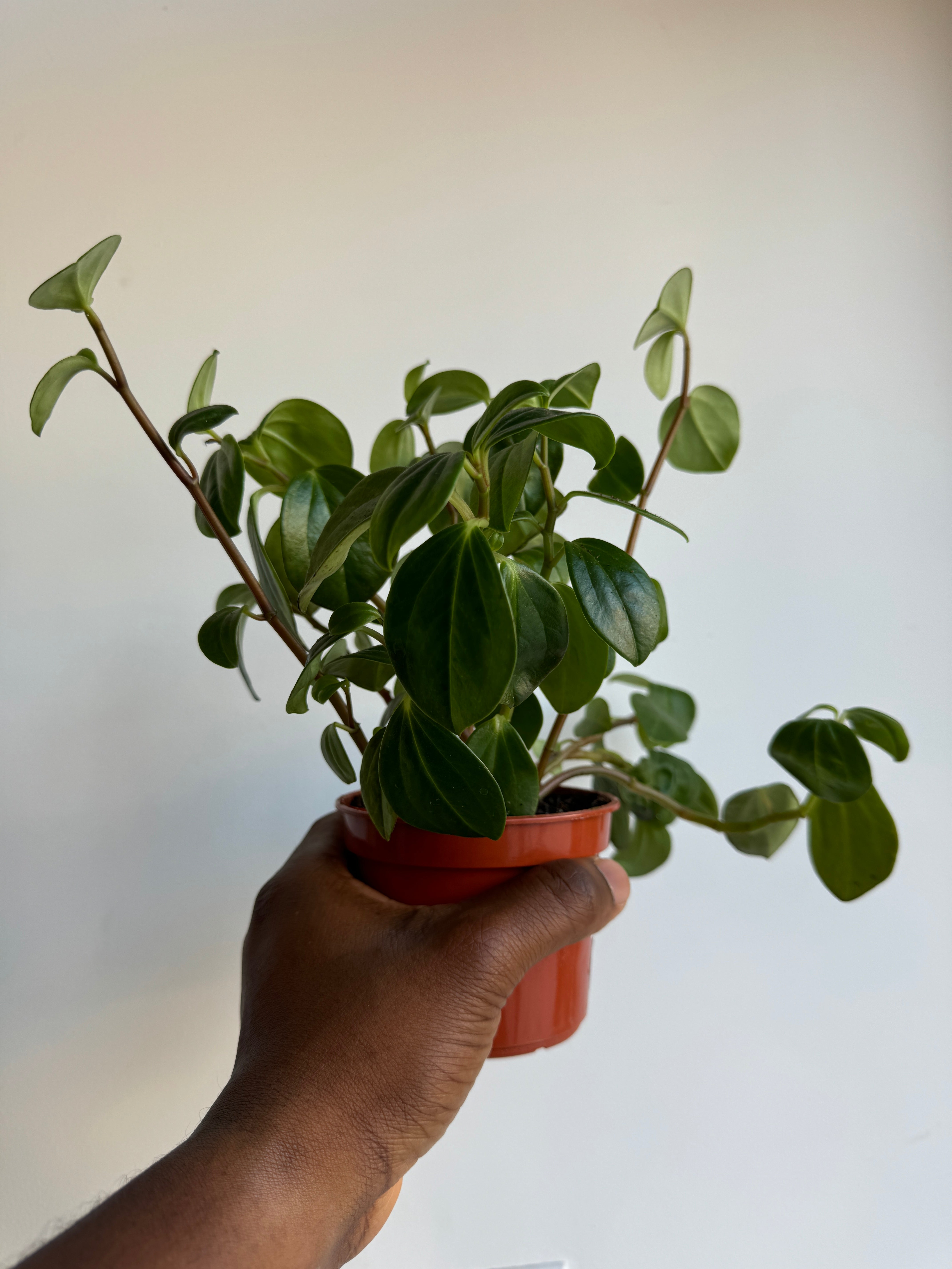 Peperomia Cubensis, Yerba Linda Plant