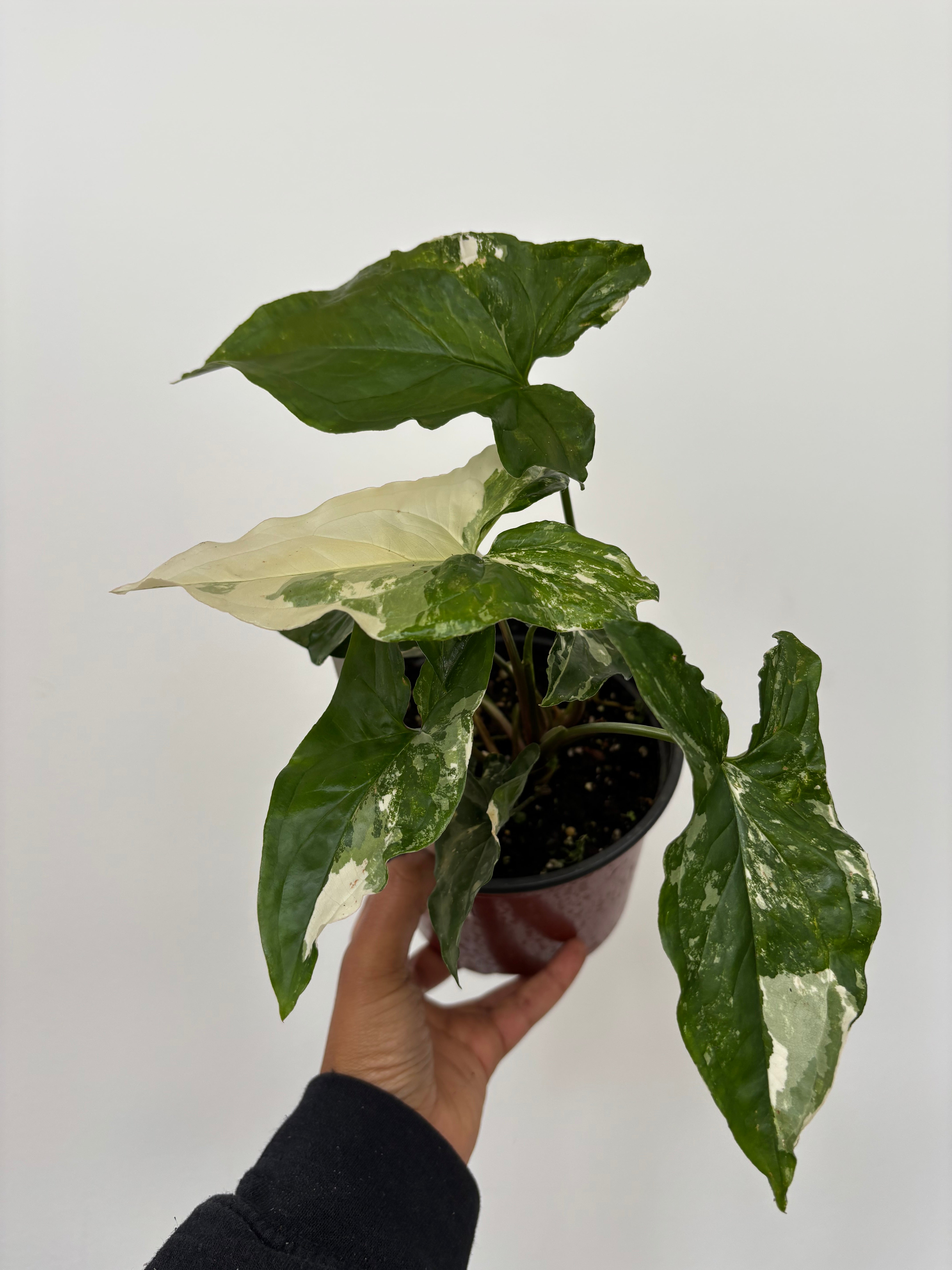 Syngonium Podophyllum Albo-Variegatum