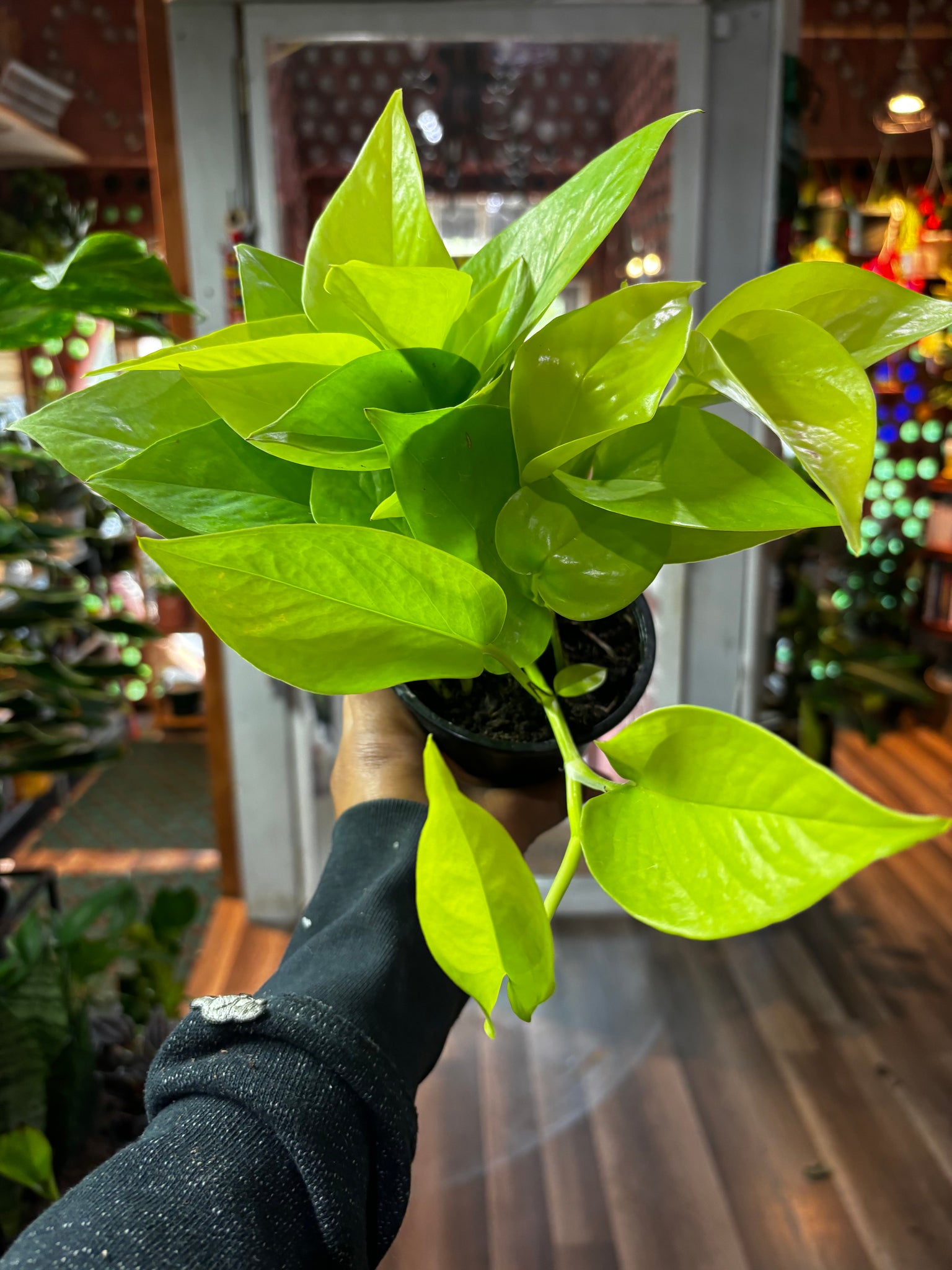 Neon pothos