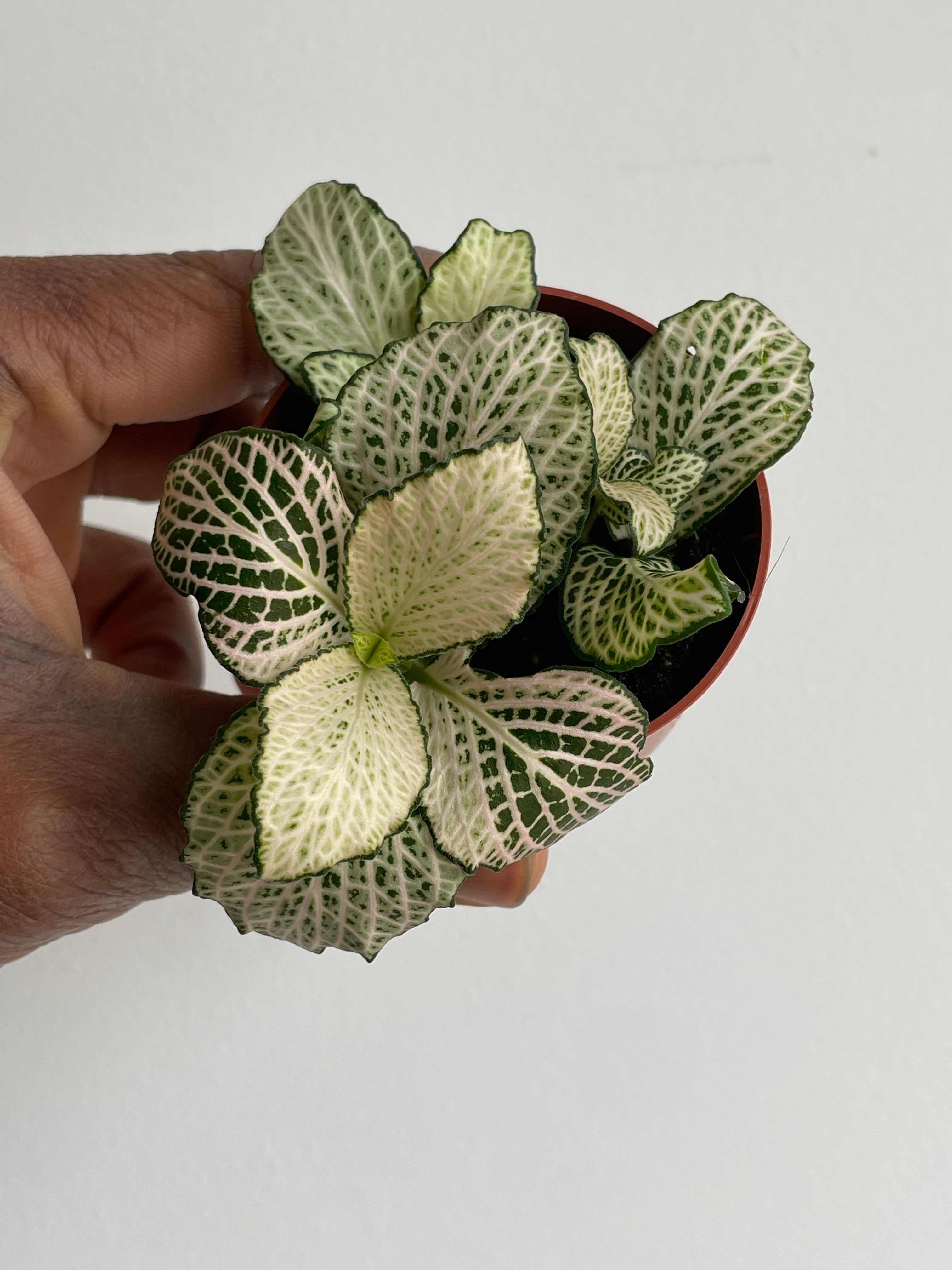 Fittonia