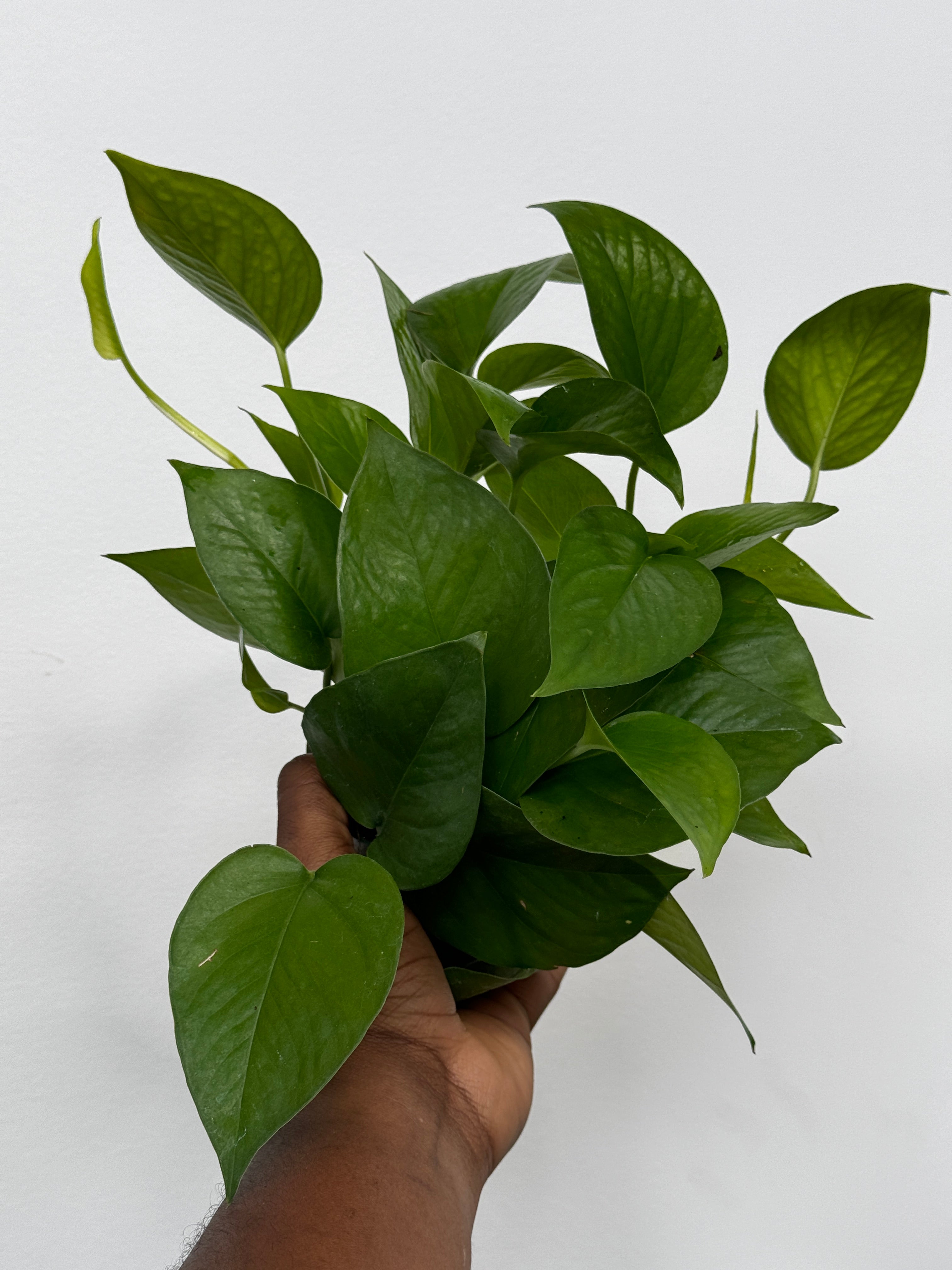 Jade pothos, Epipremnum Aureum