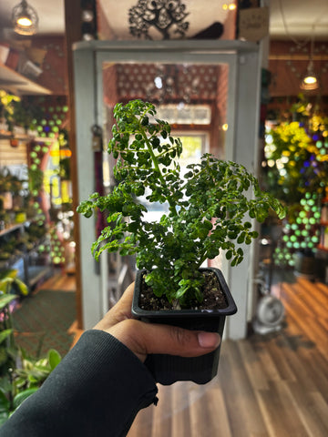 Pilea Microphylla, Artillery Fern