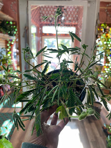 Mimosa pudica, Sensitive Plant