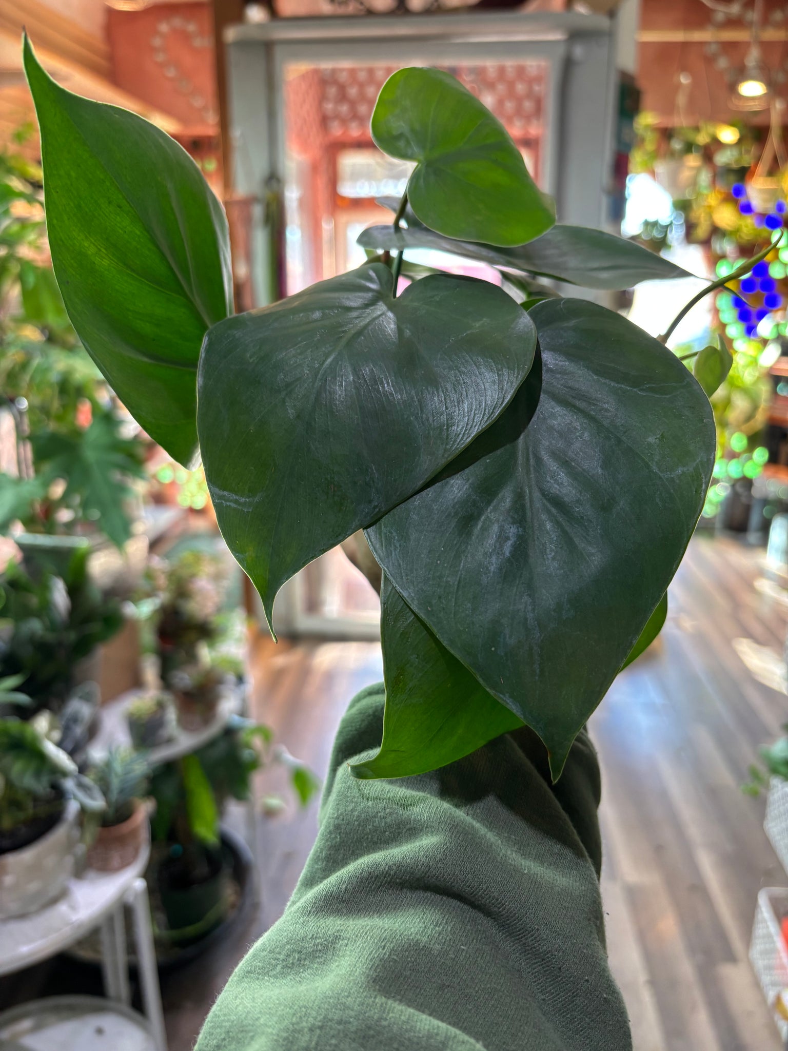 Heart leaf philodendron, Hederaceum