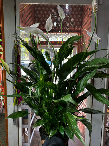 Spathiphyllum Domino, Domino Peace Lily