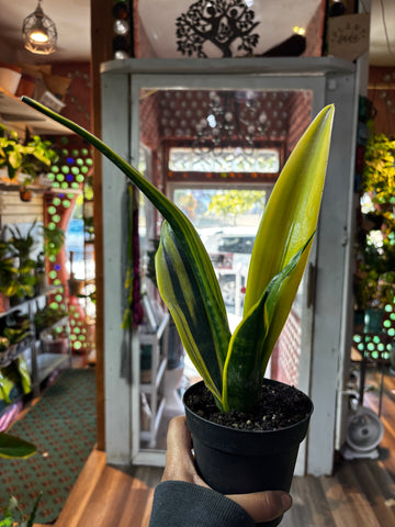 Sansevieria Golden Flame