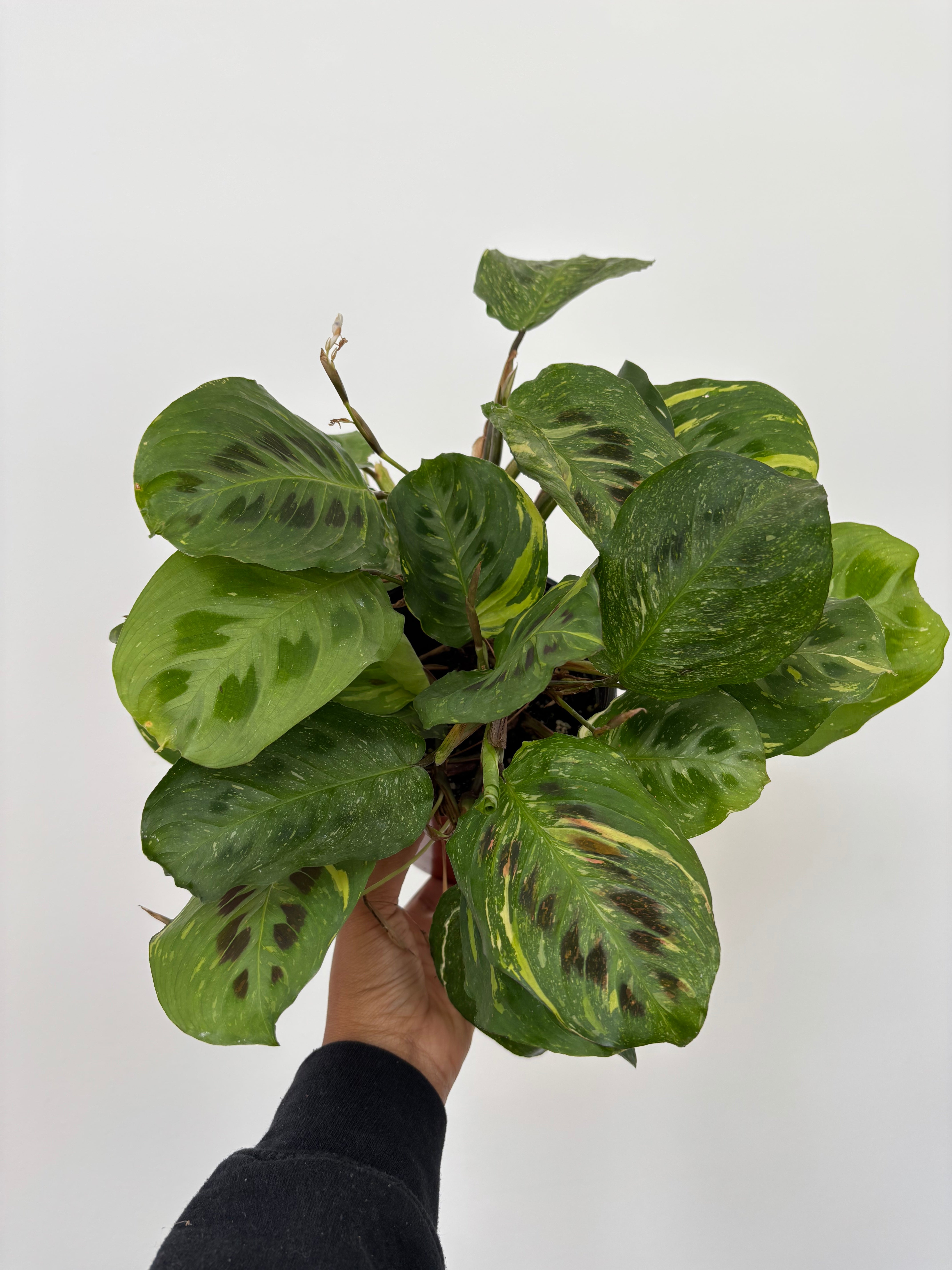 Maranta Leuconeura Kerchoveana Variegata