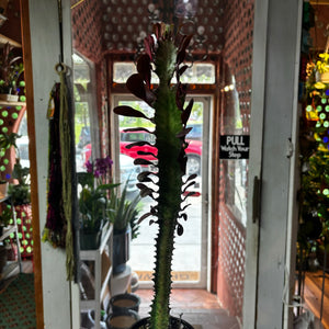 Euphorbia trigona rubra, African Milk Cactus