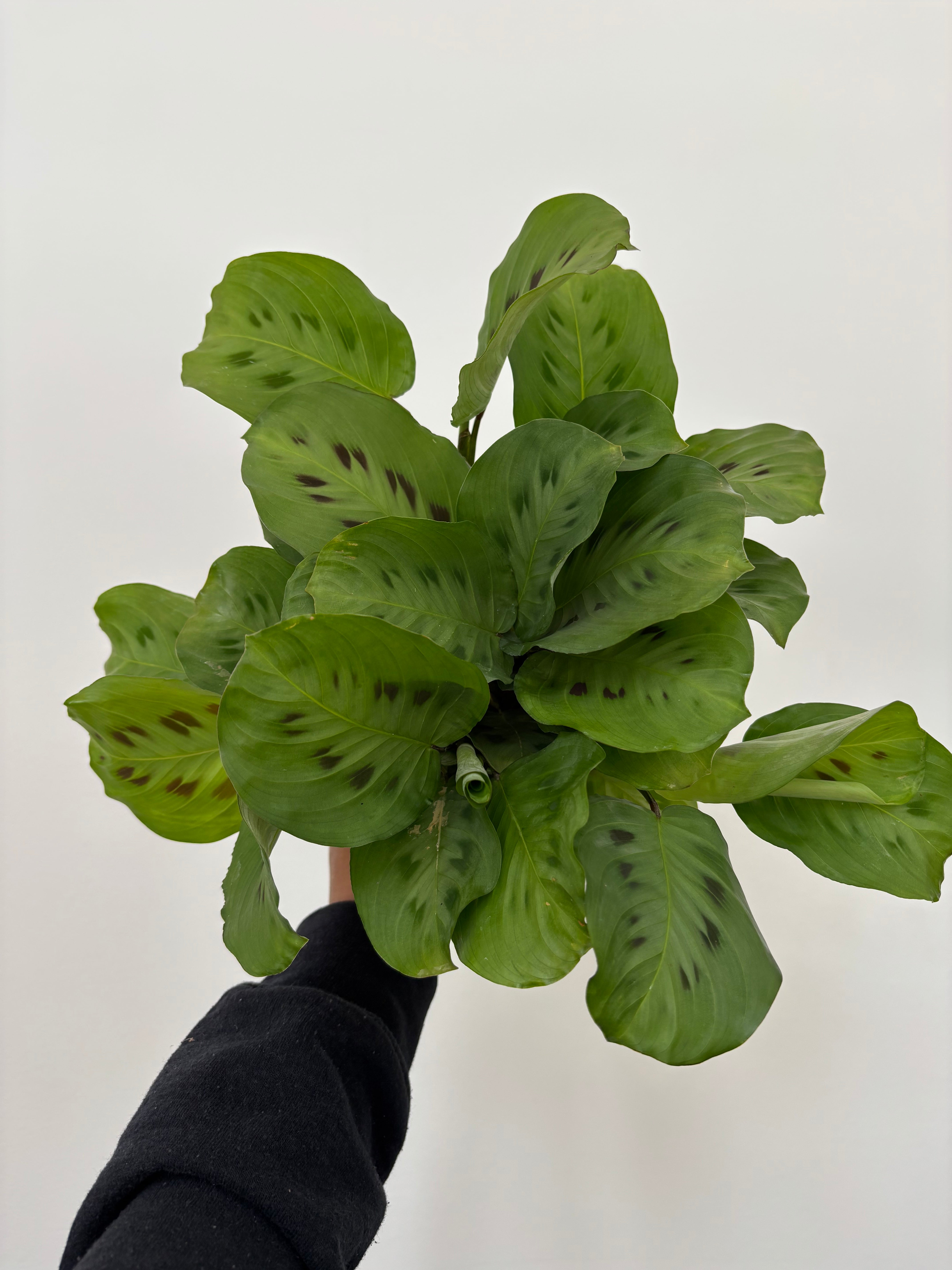 Maranta Leuconeura Kerchoveana, Rabbit Tracks Prayer Plants