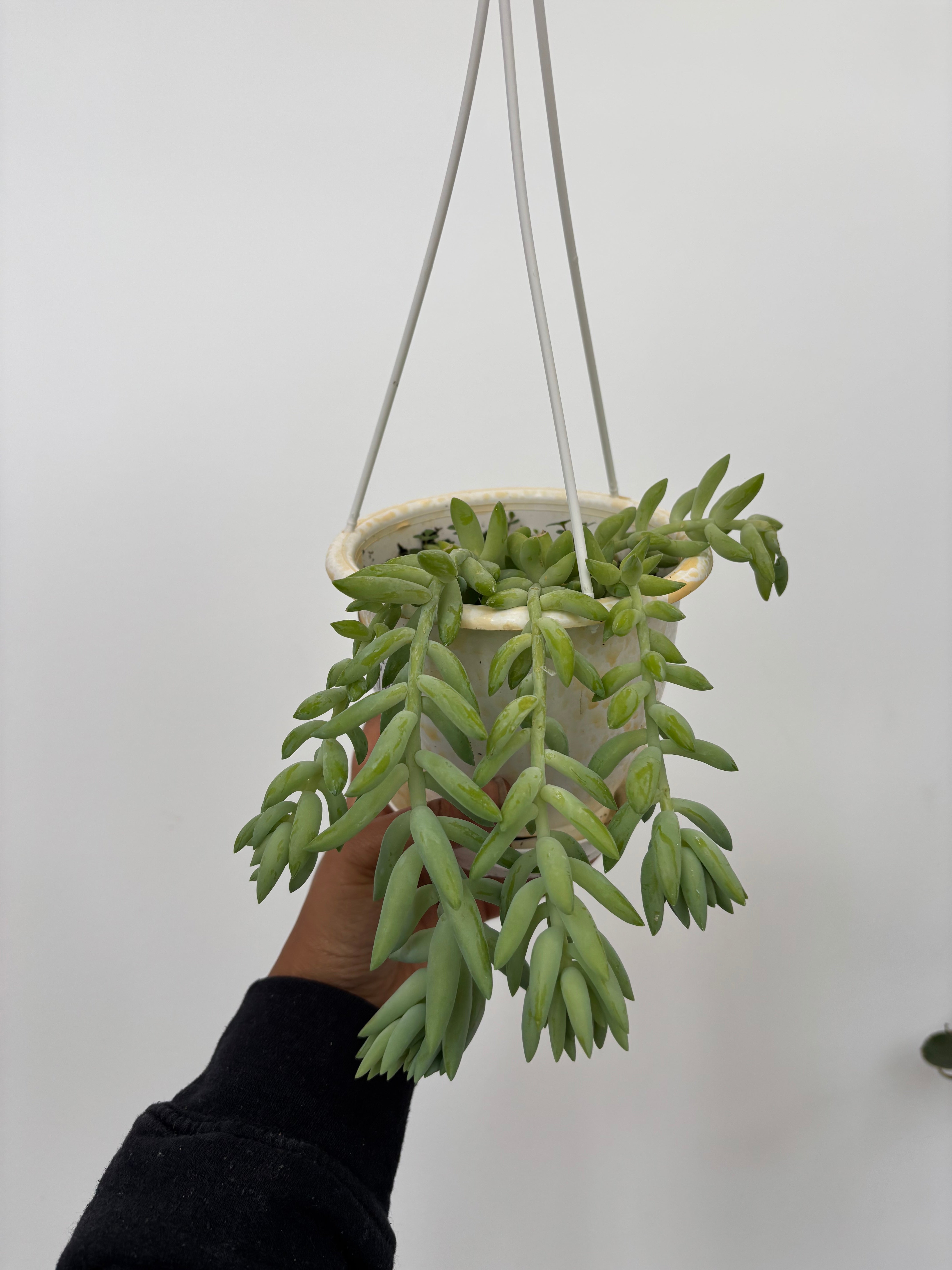 Sedum Morganianum, Donkey Tail