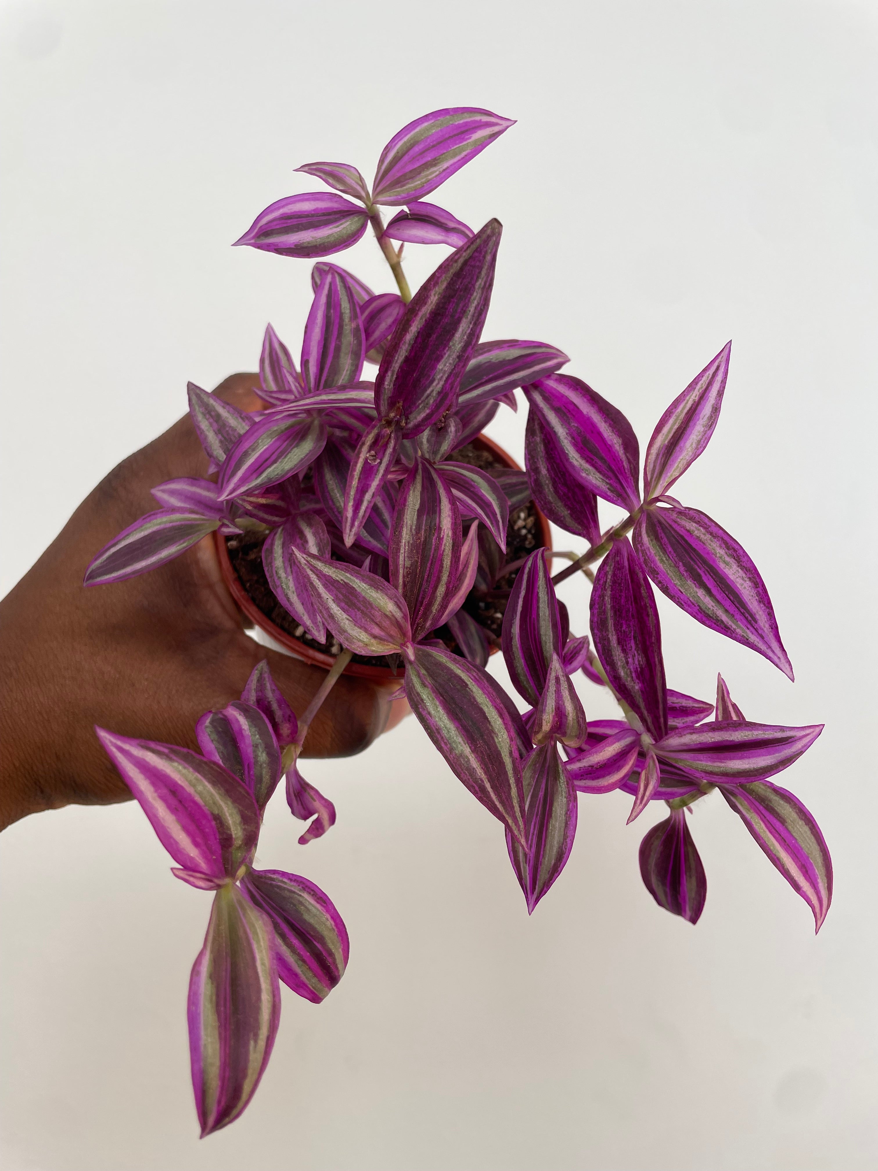 Tradescantia Pink Paradise