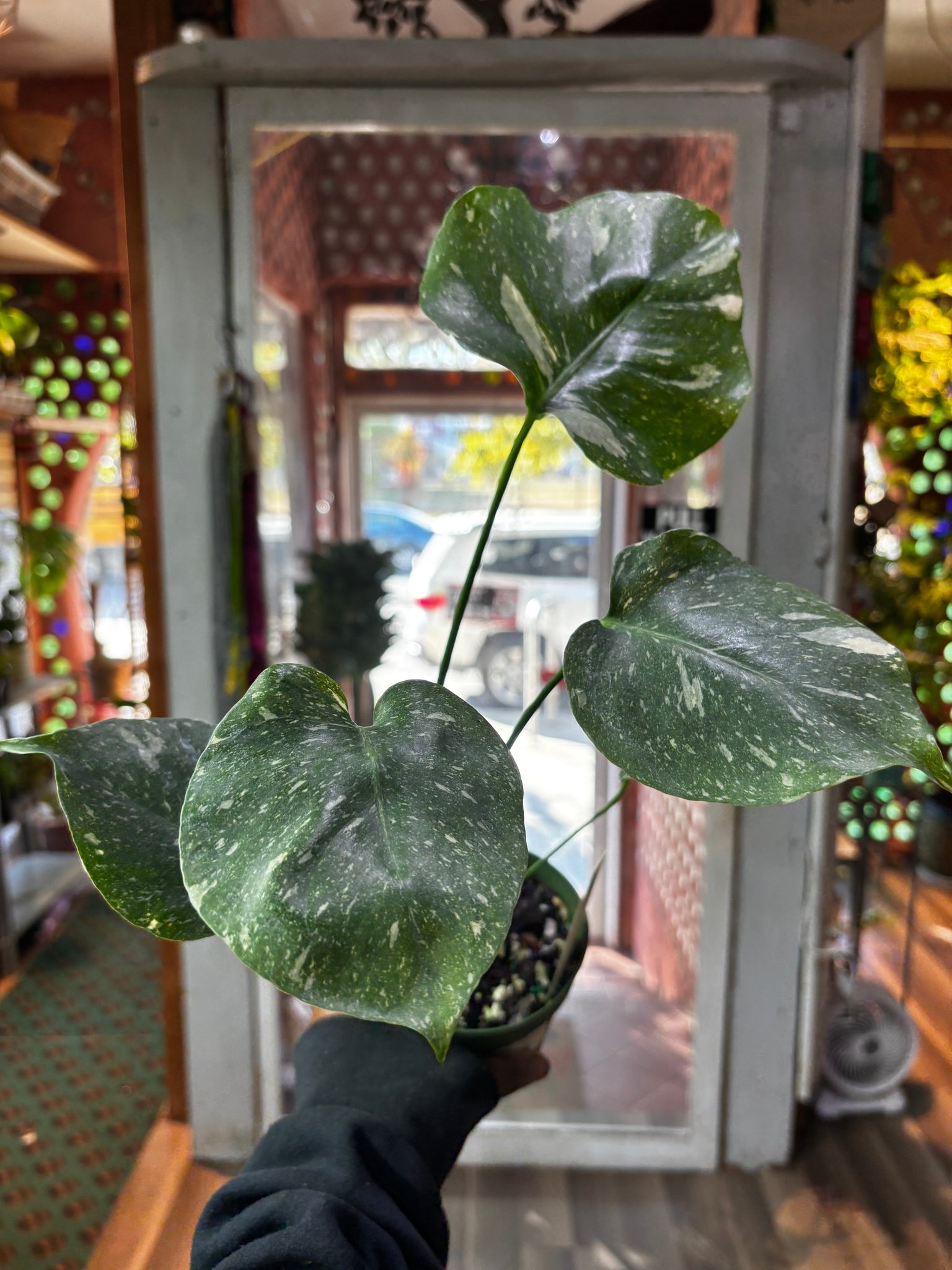 Monstera Thai Constellation