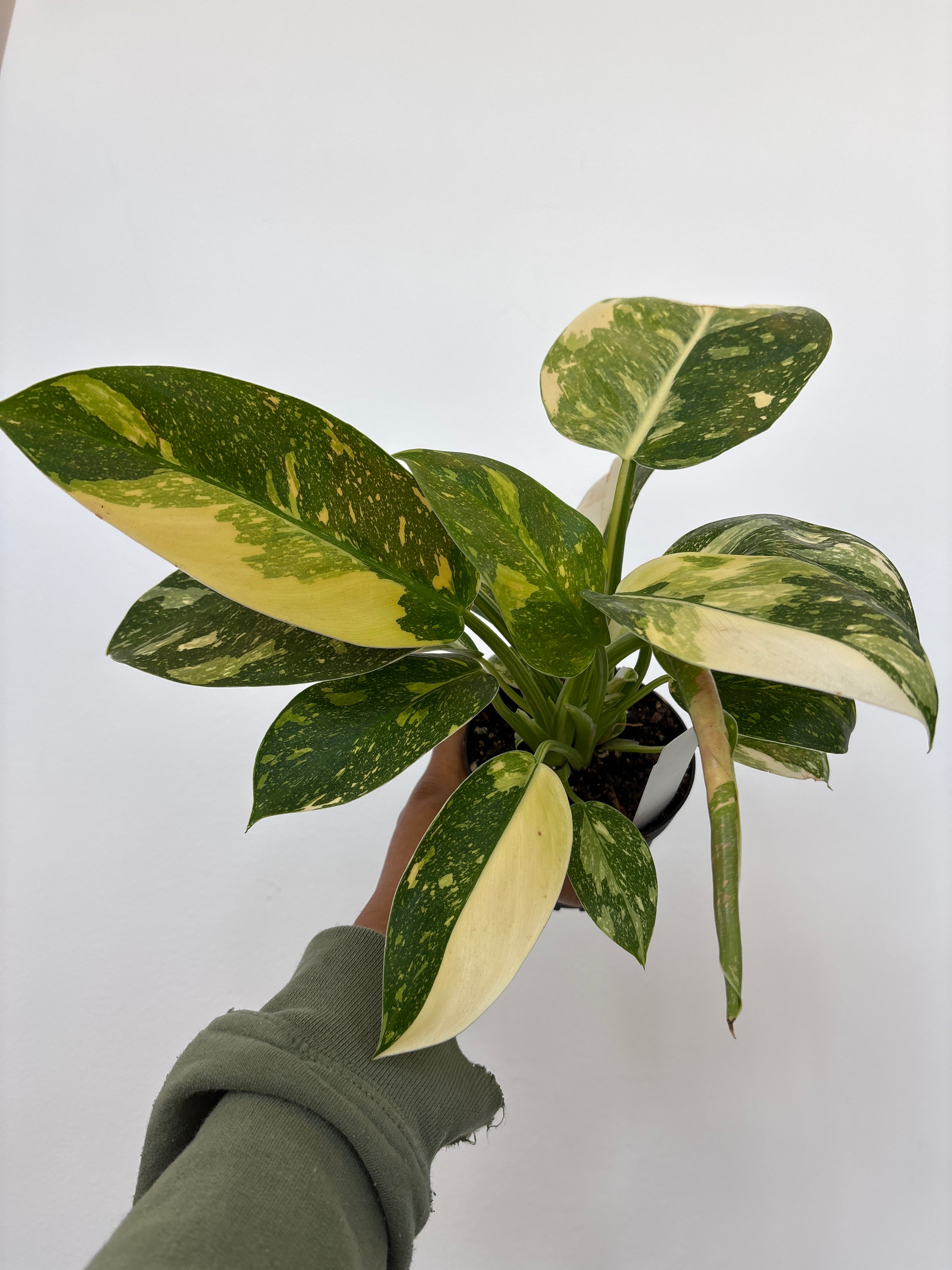 Philodendron Green Congo Copper flame