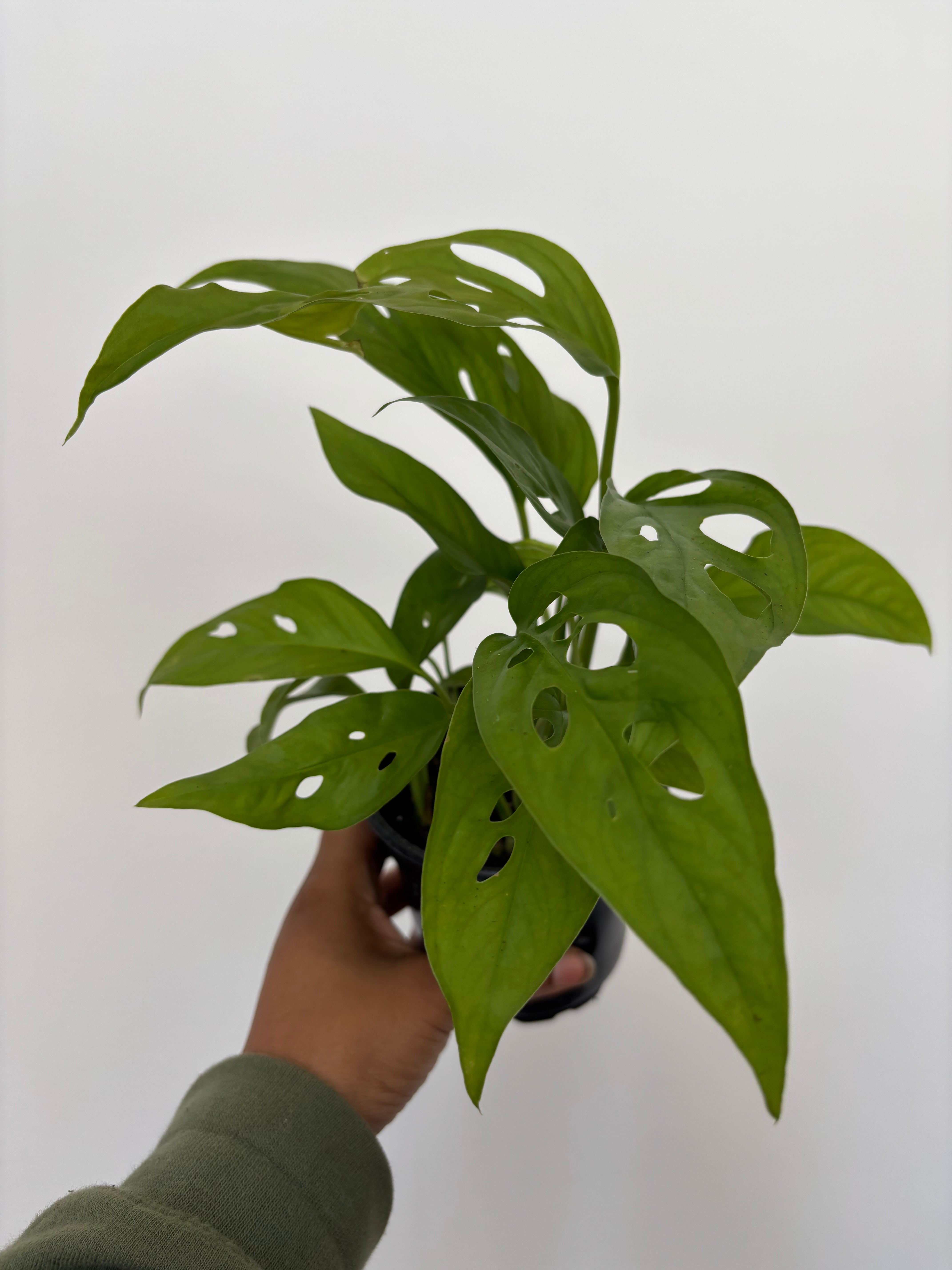 Monstera adansonii, Swiss Cheese Plant – Plant and People