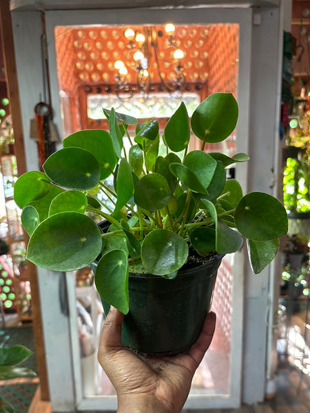 Chinese Money Plant