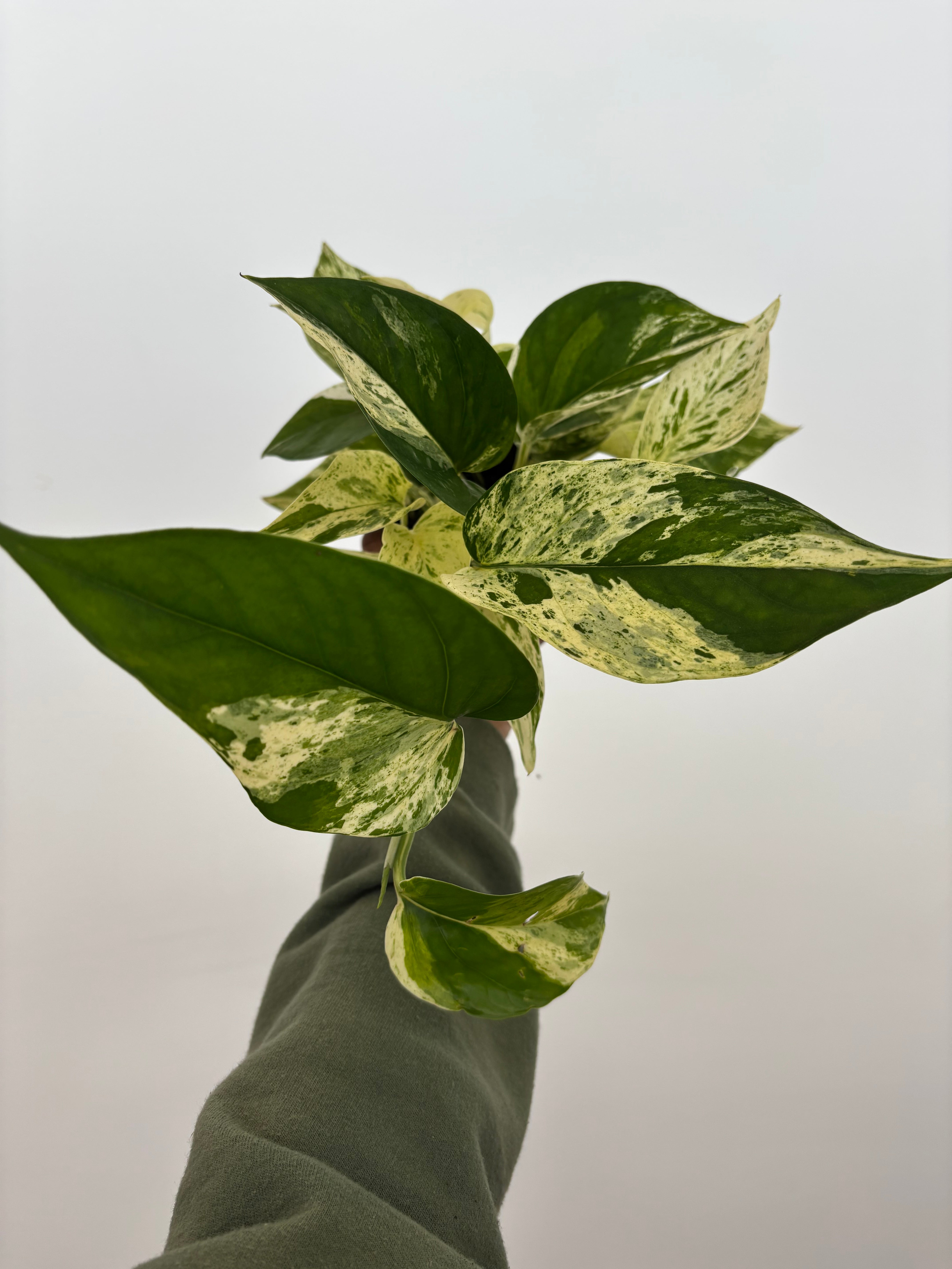 Marble Queen Pothos