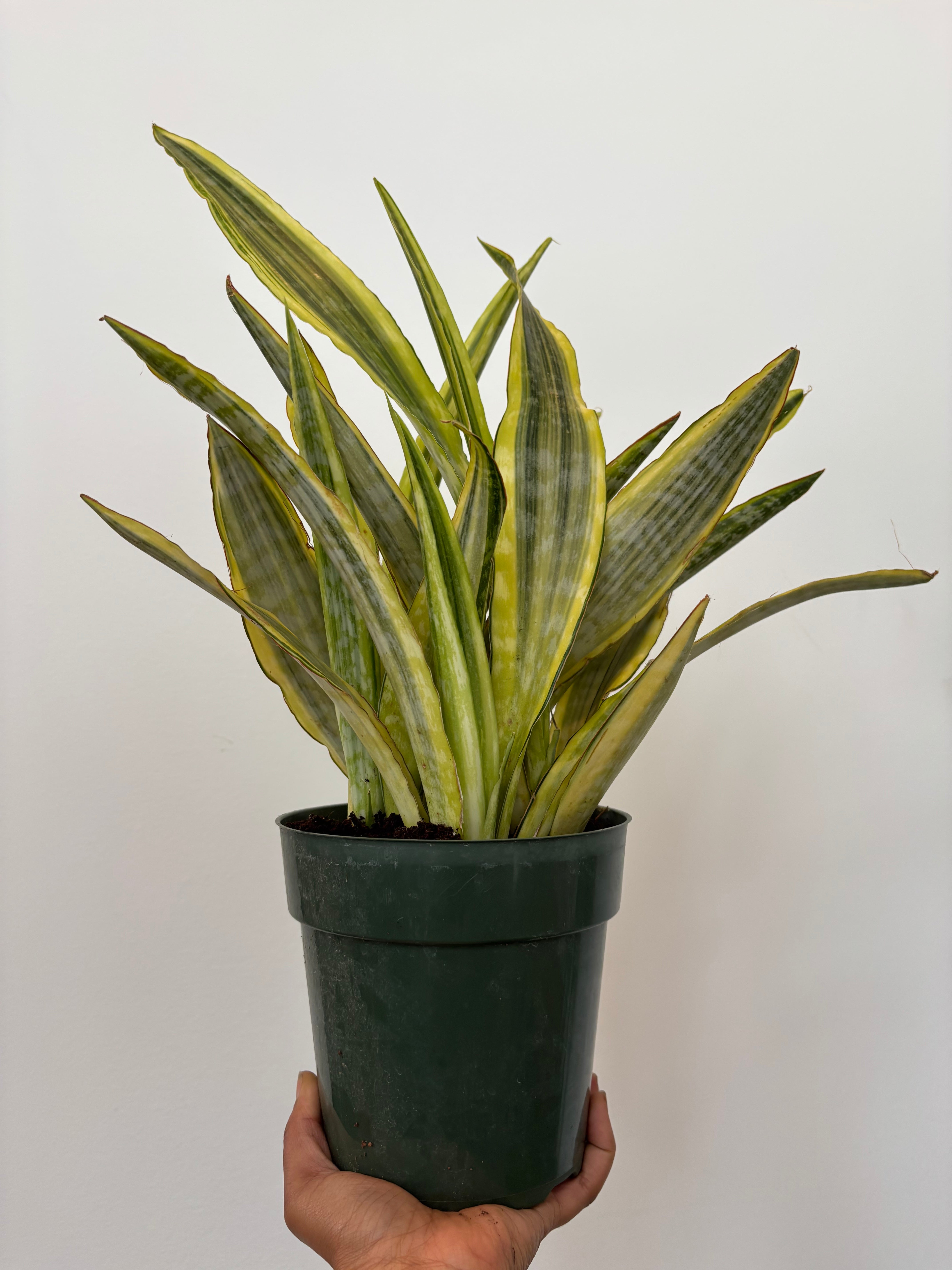Sansevieria Yellow Stone